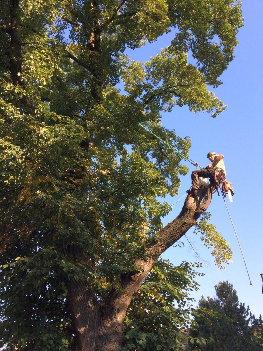 Radim Vojtko - ArboRed foto 2