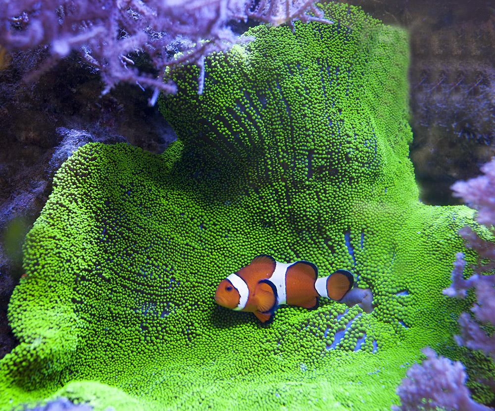 Mořské akvárium Jan Hájek foto 3