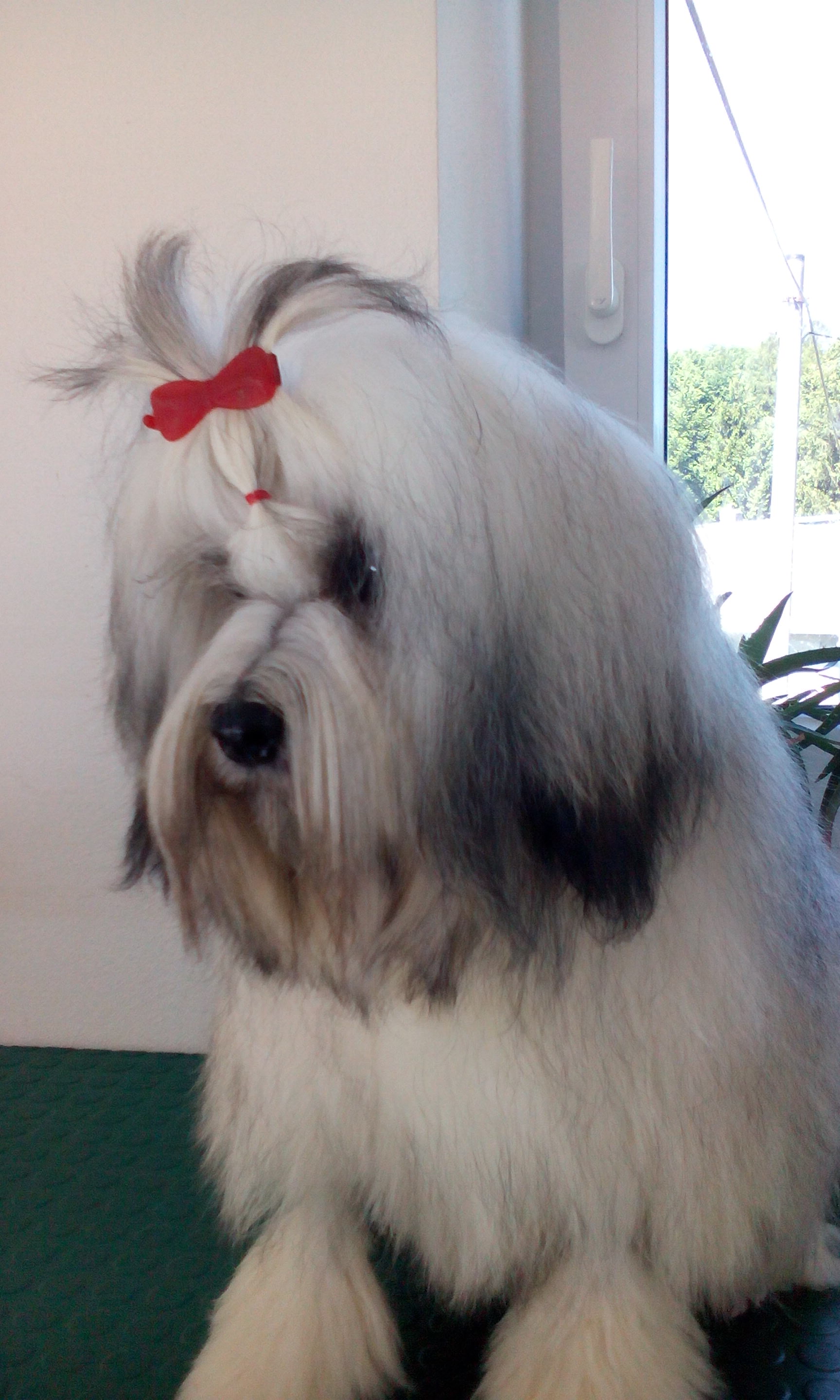 Kateřina Vršanová - Salon u veteriny foto 3