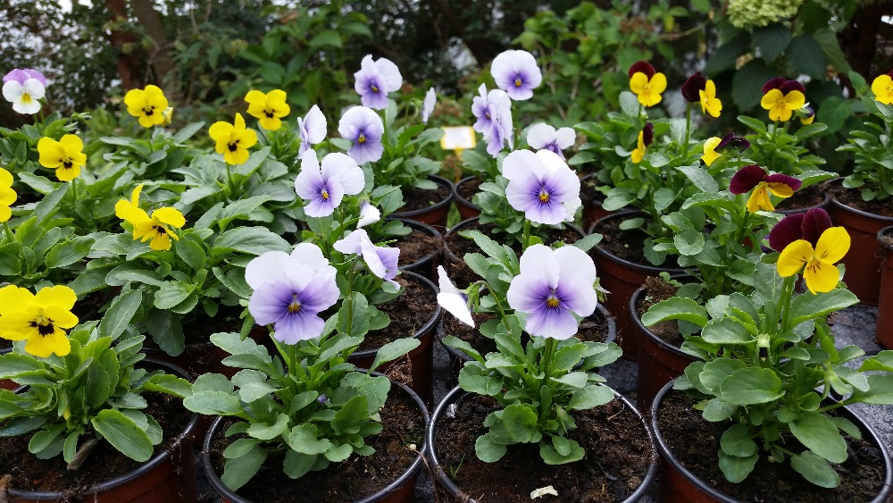 Zahradnictví u Křivonosků foto 2