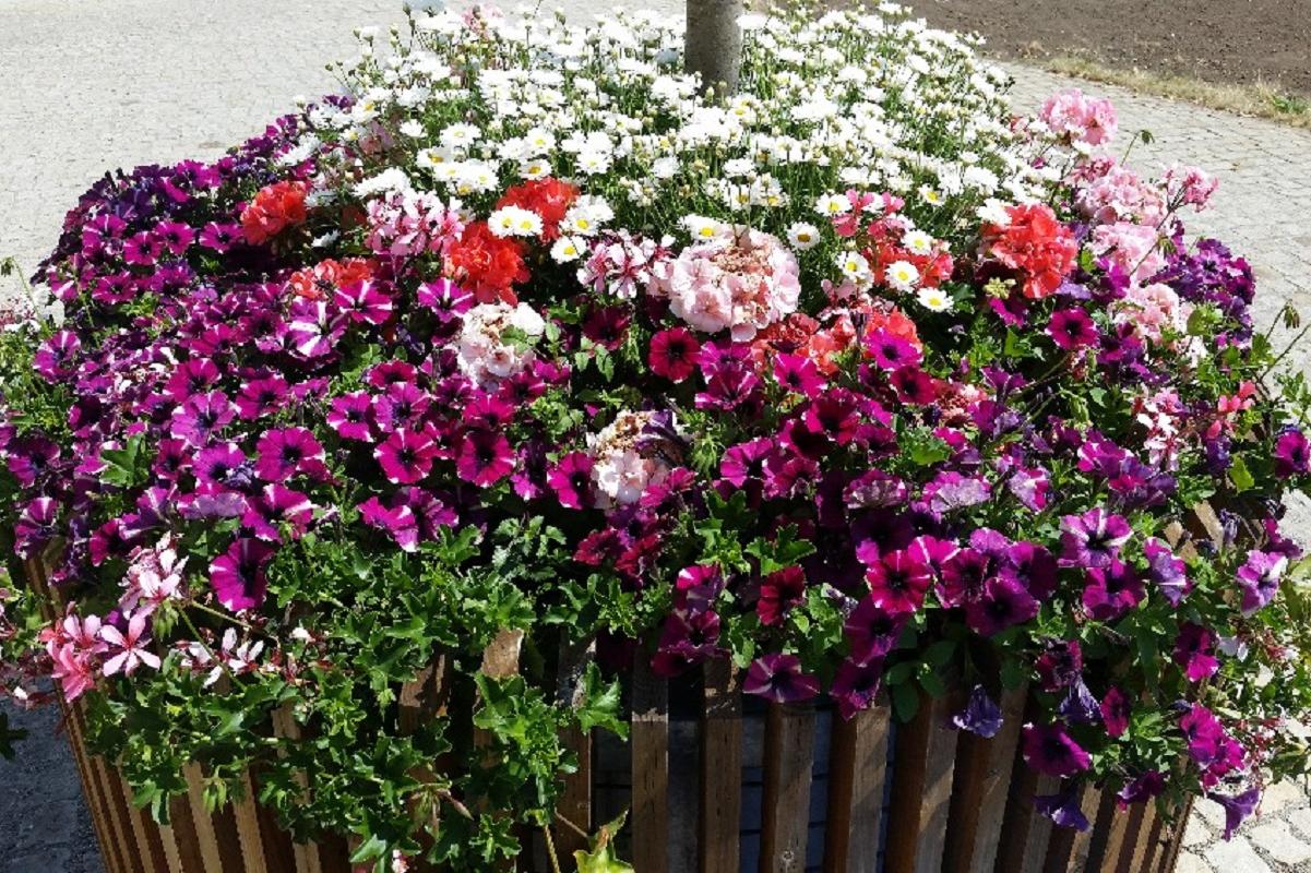 Zahradnictví u Křivonosků