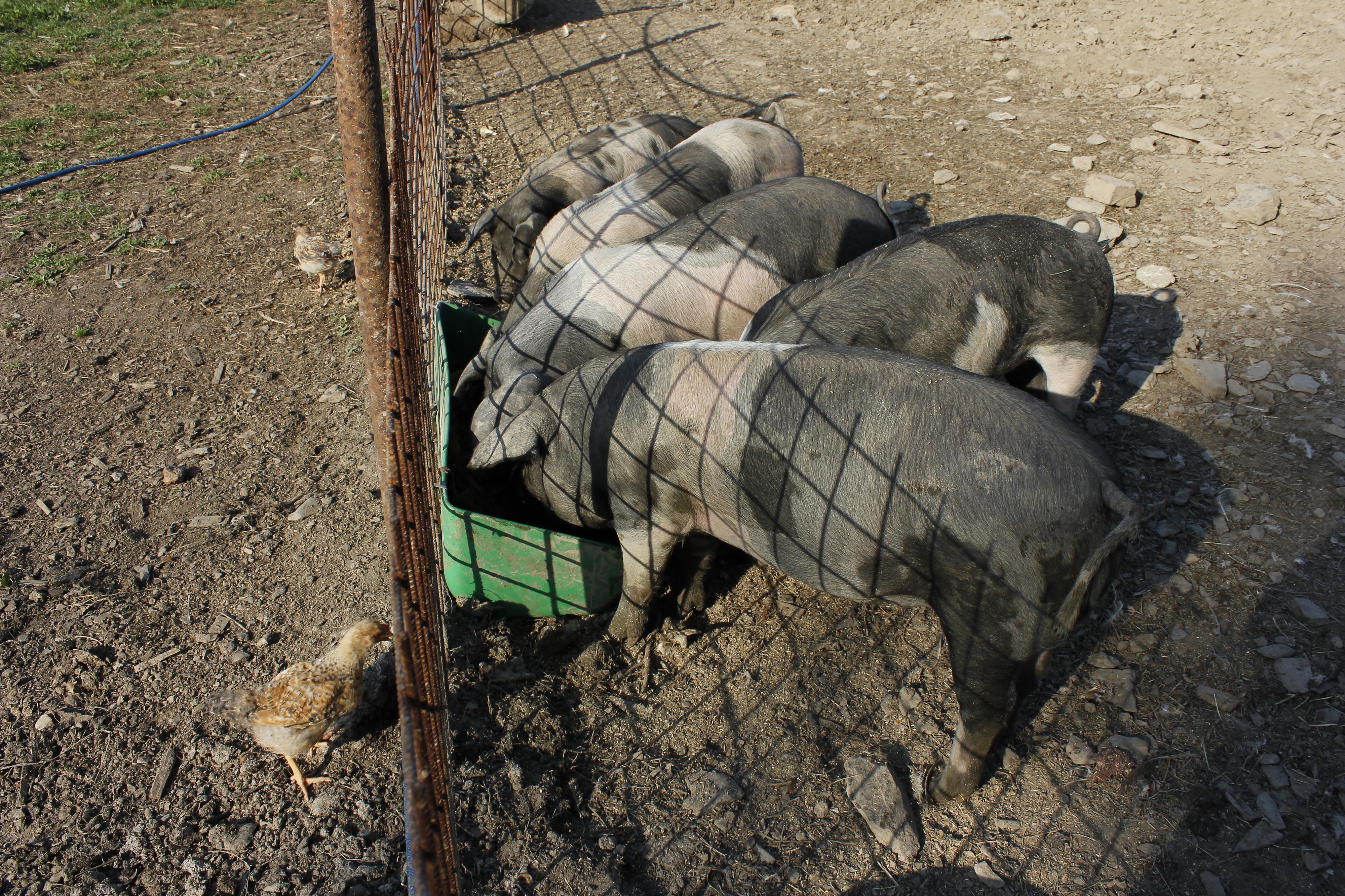 Johnnyho farma foto 2