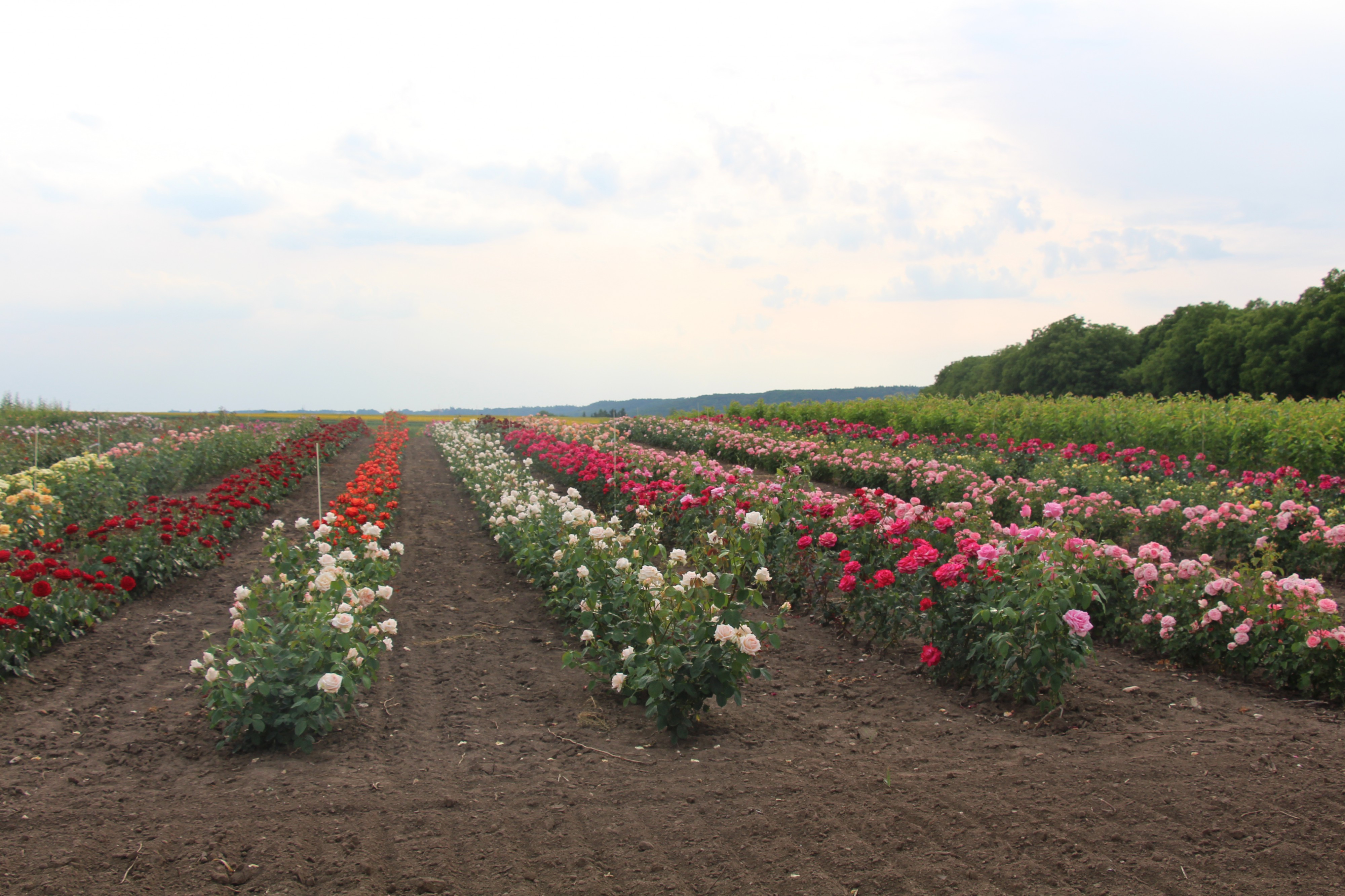 Ing. Jiří Novák - Školky Kalvoda foto 4