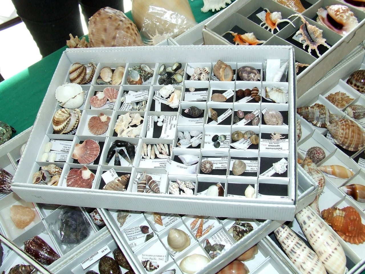 Morskemusle.cz foto 4