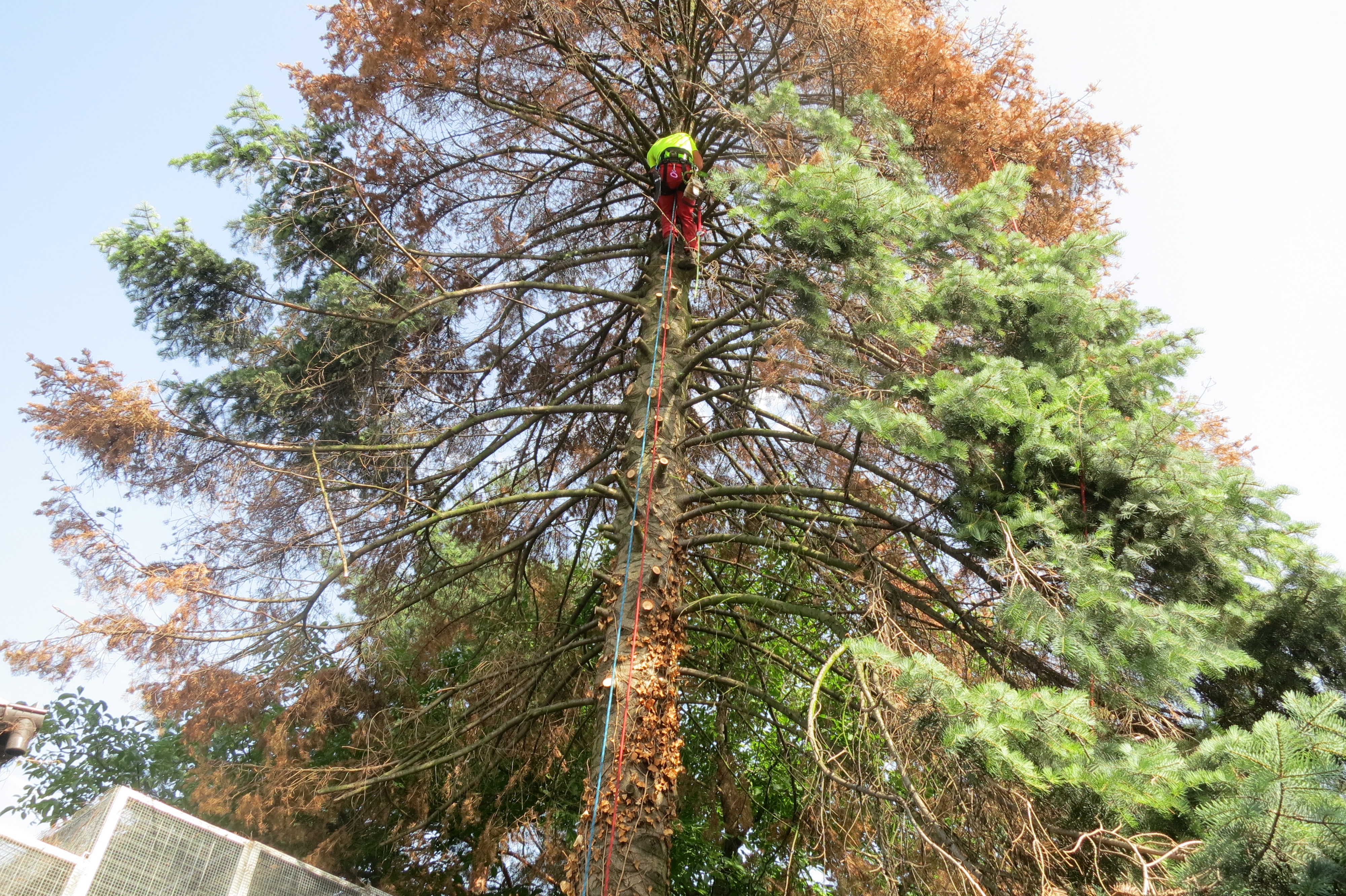 Rizikové kácení Roman Kvarda foto 4