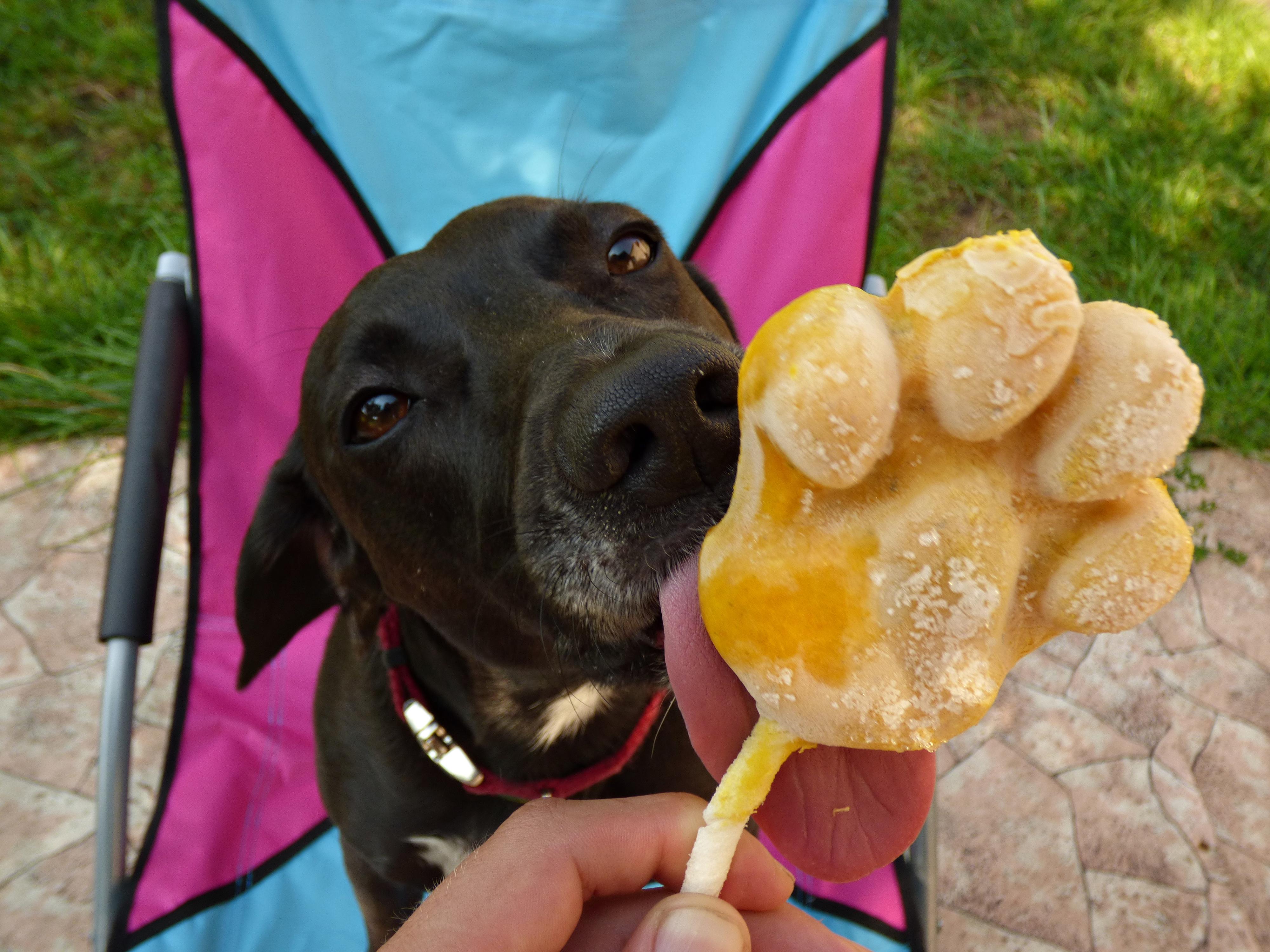 DOG'S SERVICE® foto 4