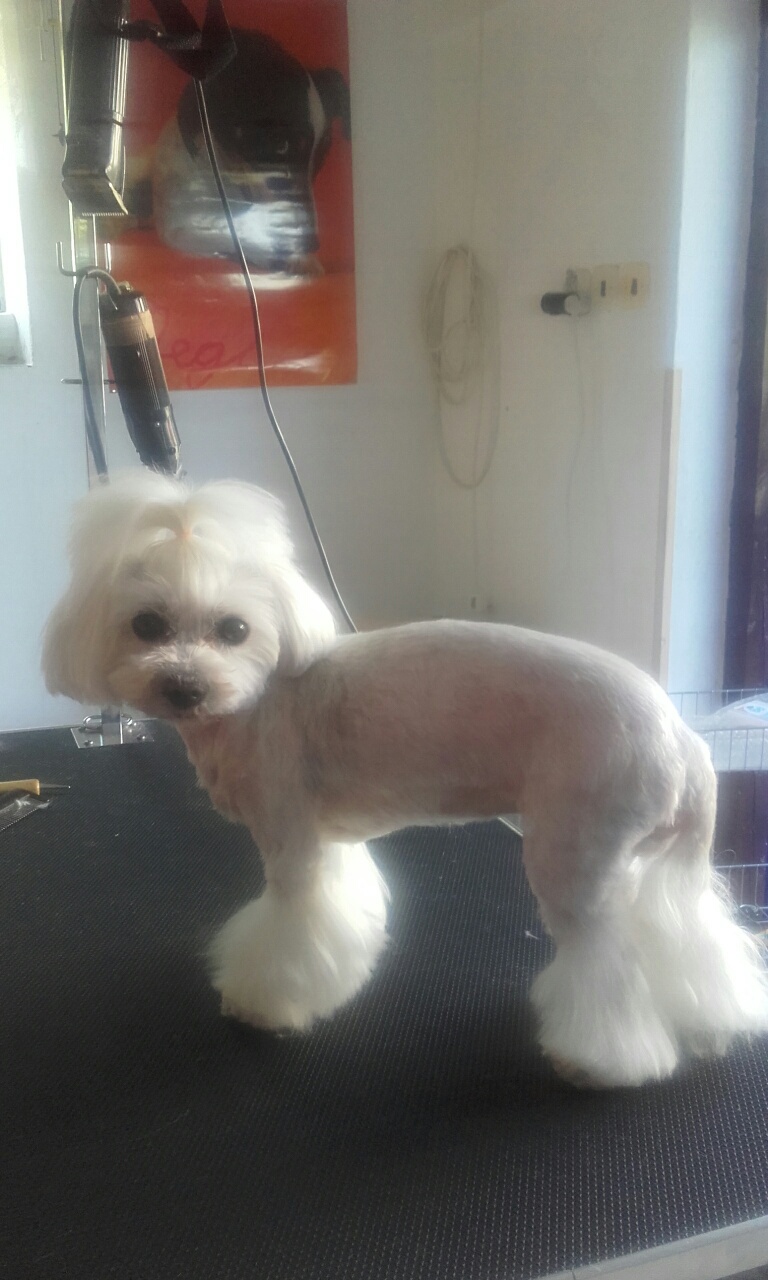 Stříhání psů - Pavlína Zurynková foto 2