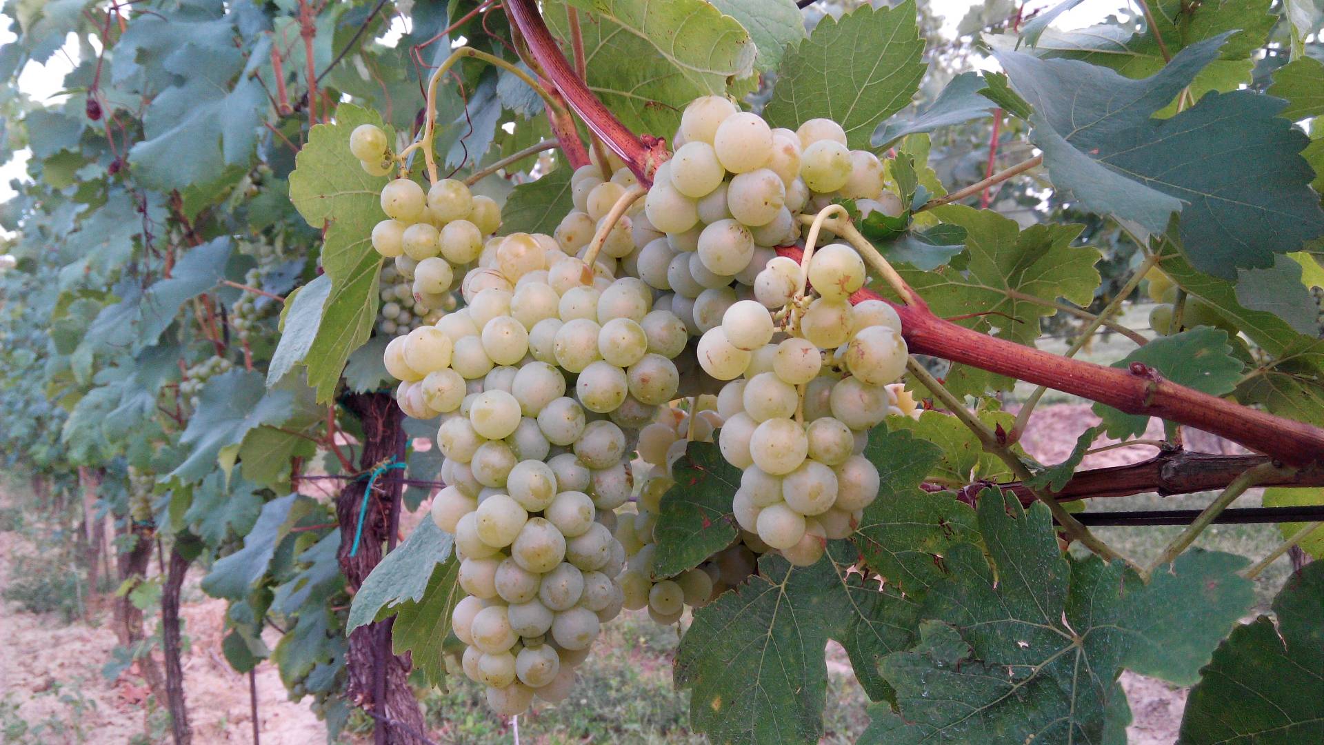 Sedláček vinařství Kurdějov foto 6