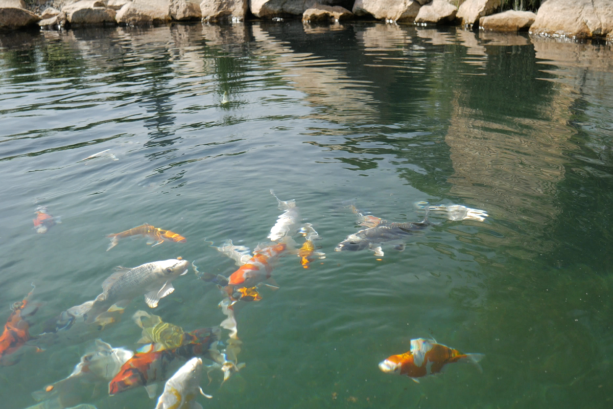 Small Lake - jezírka a závlahy
