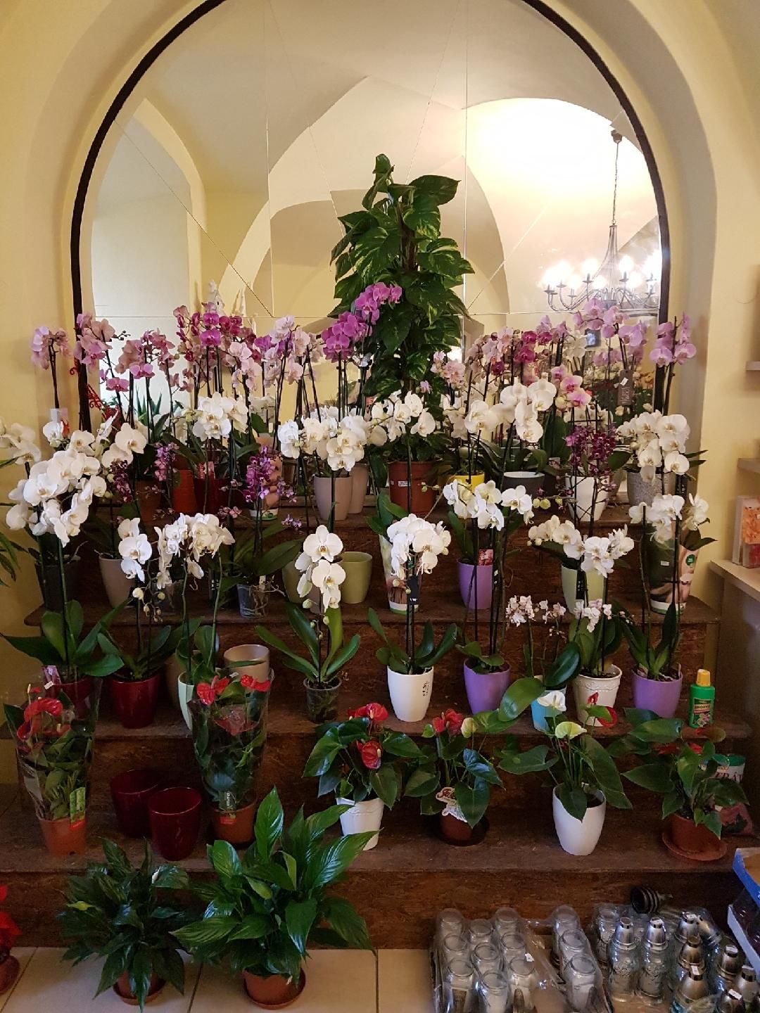 Ráj květin - Eva Divišová foto 2