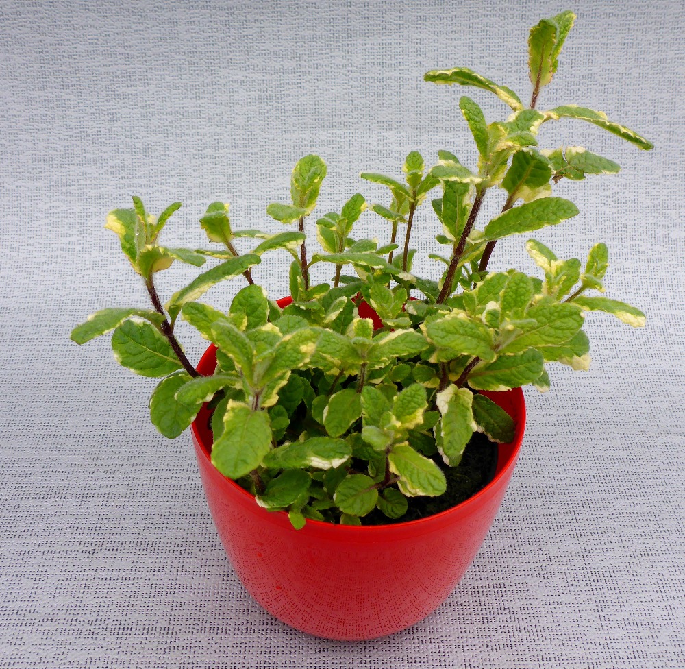 Zahradnictví WEISS s.r.o. foto 3