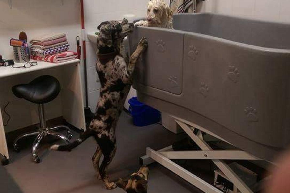 Salón pro psy Jana Zbránková