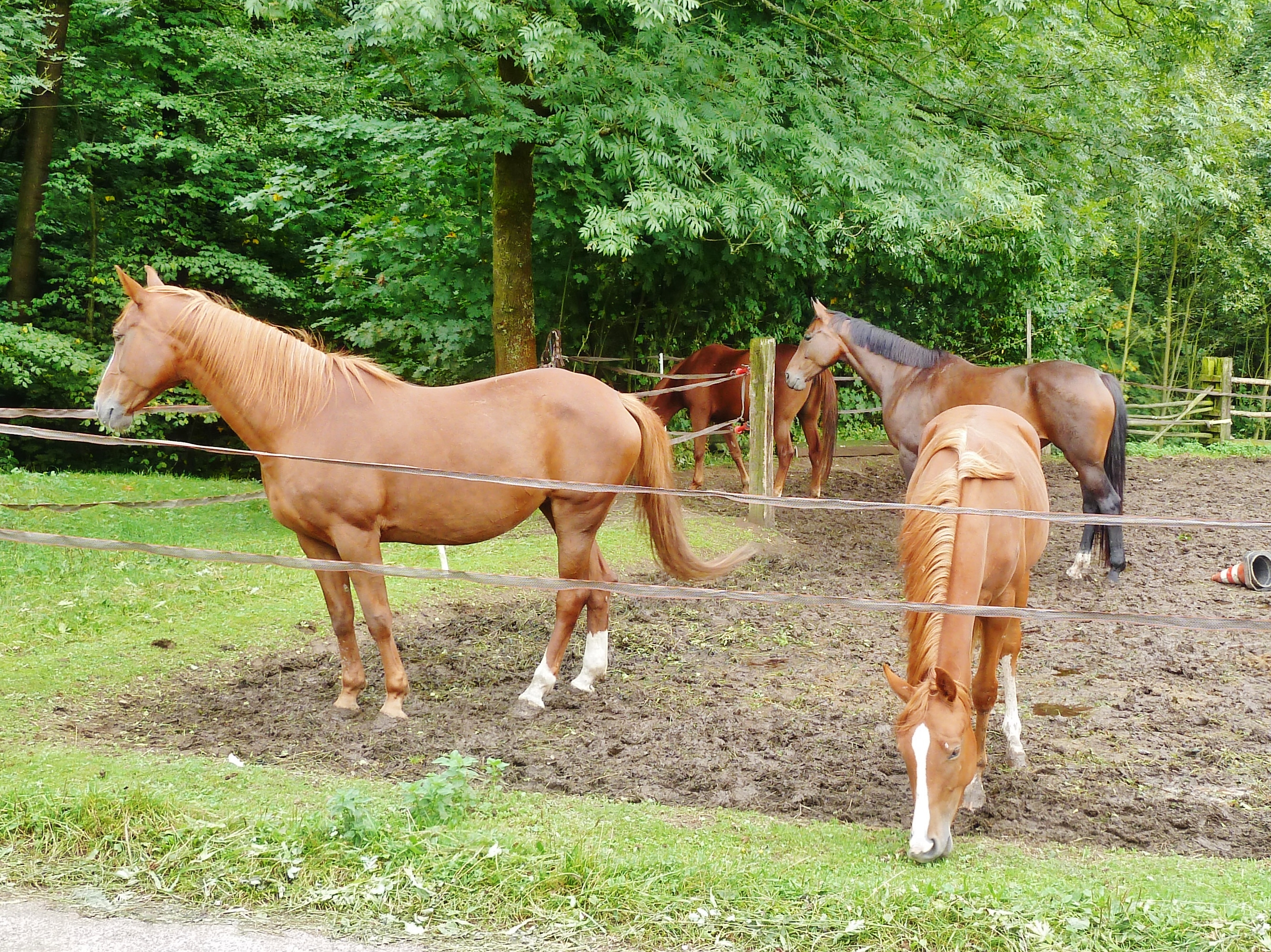 Stáj Euridika foto 2