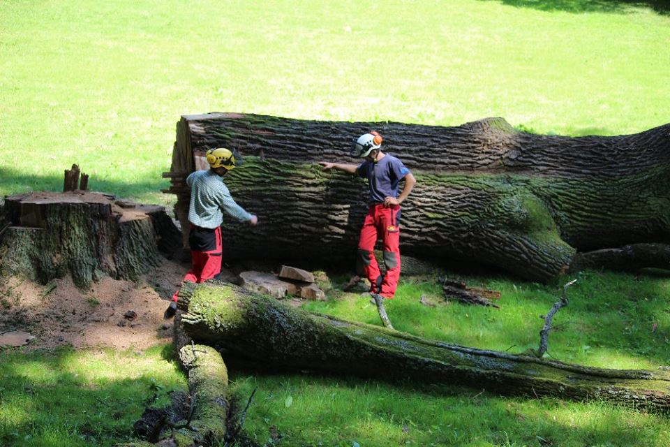 Rizikové kácení - Michal Ženíšek foto 6