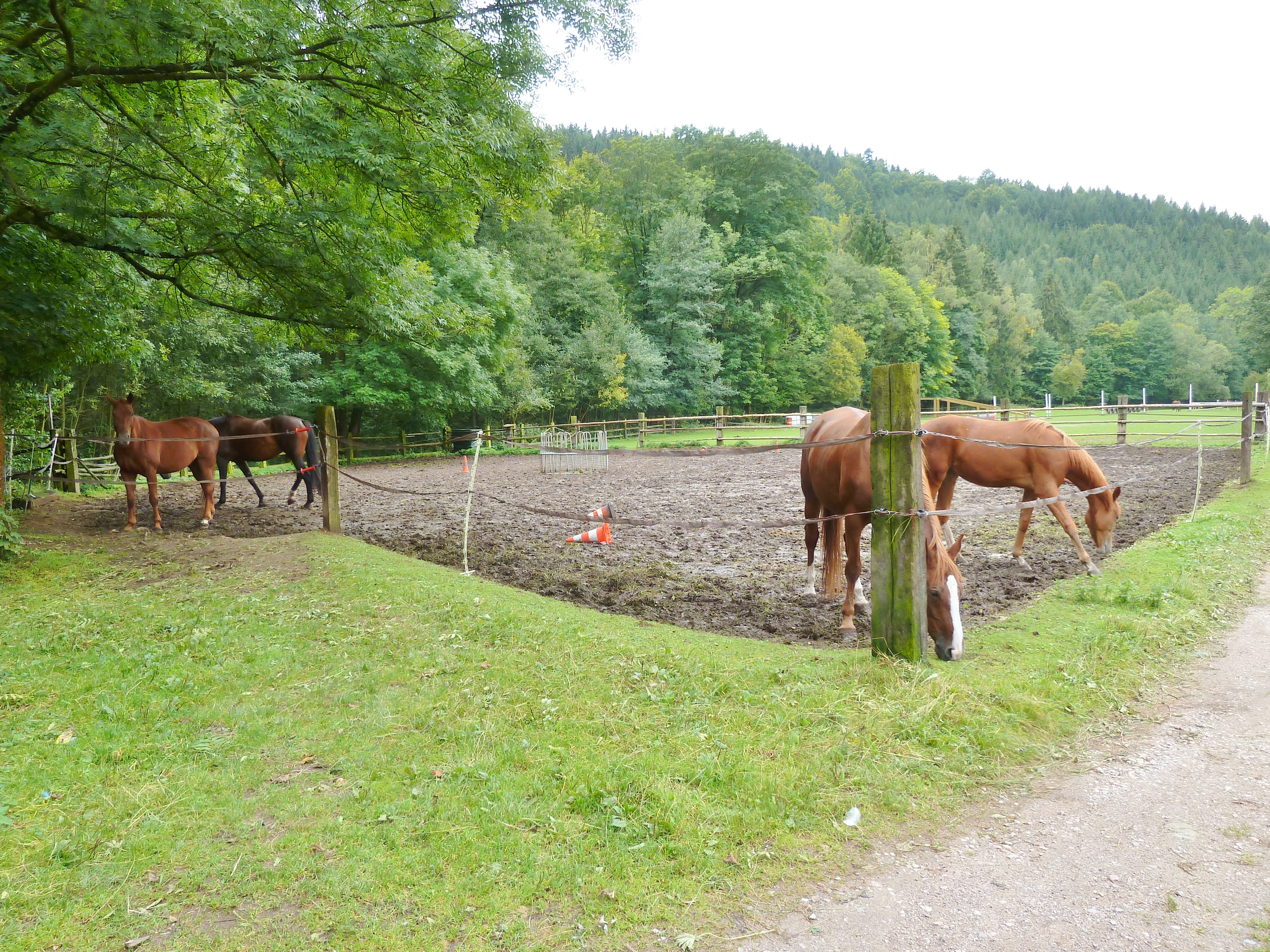 Stáj Euridika foto 3