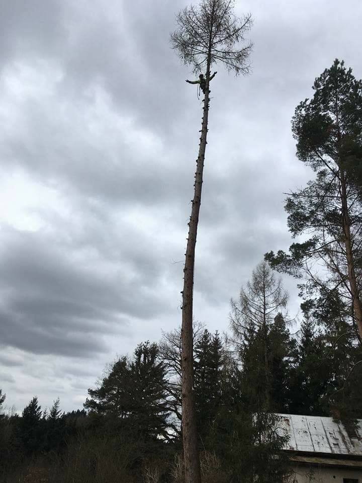Rizikové kácení stromů - Václav Dufek foto 3