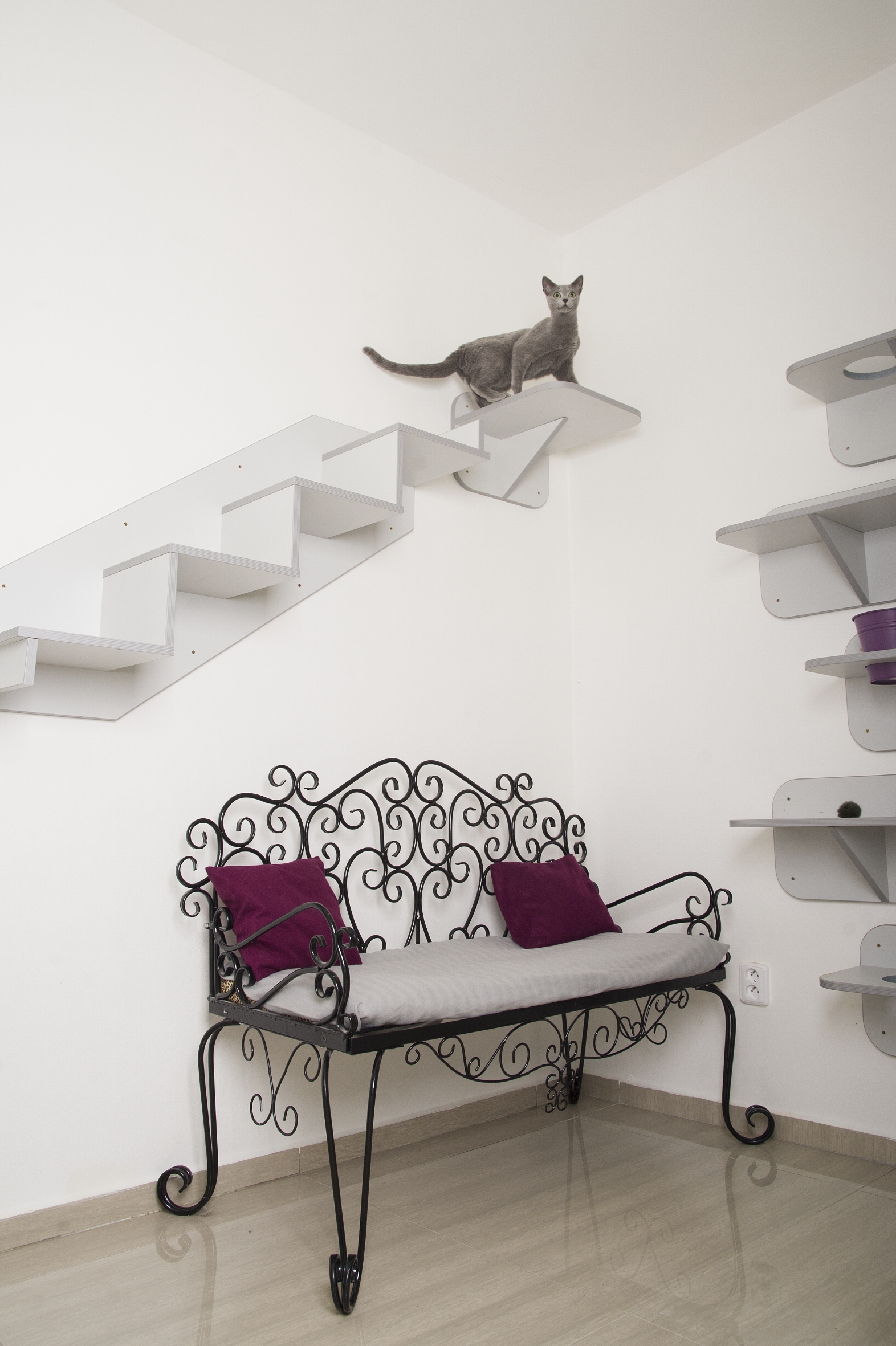 VIP Cats foto 4