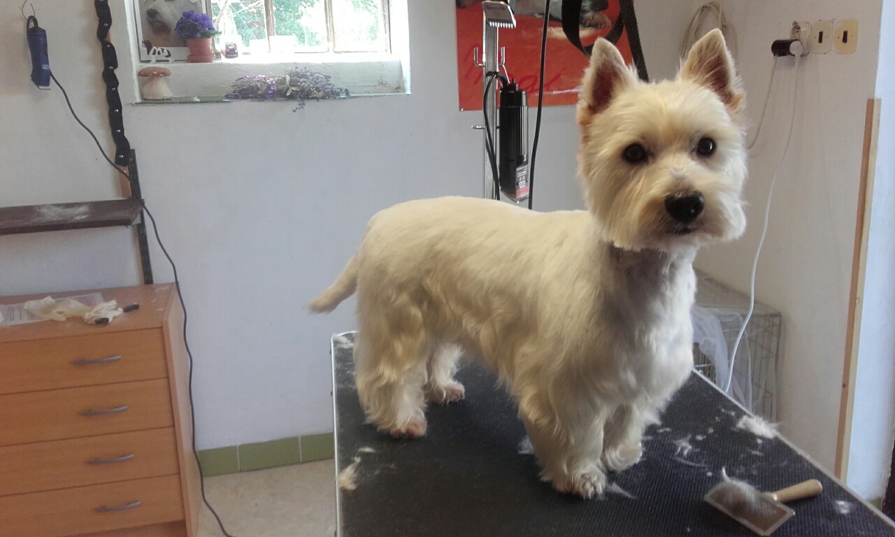 Stříhání psů - Pavlína Zurynková foto 4