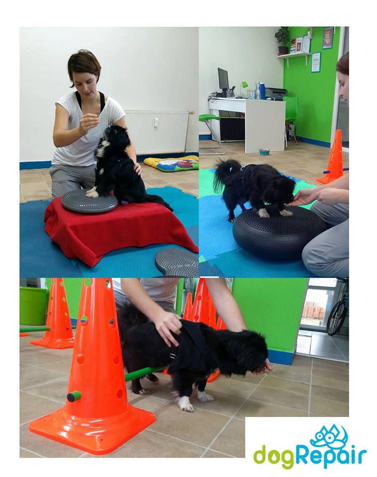 dogRepair foto 3
