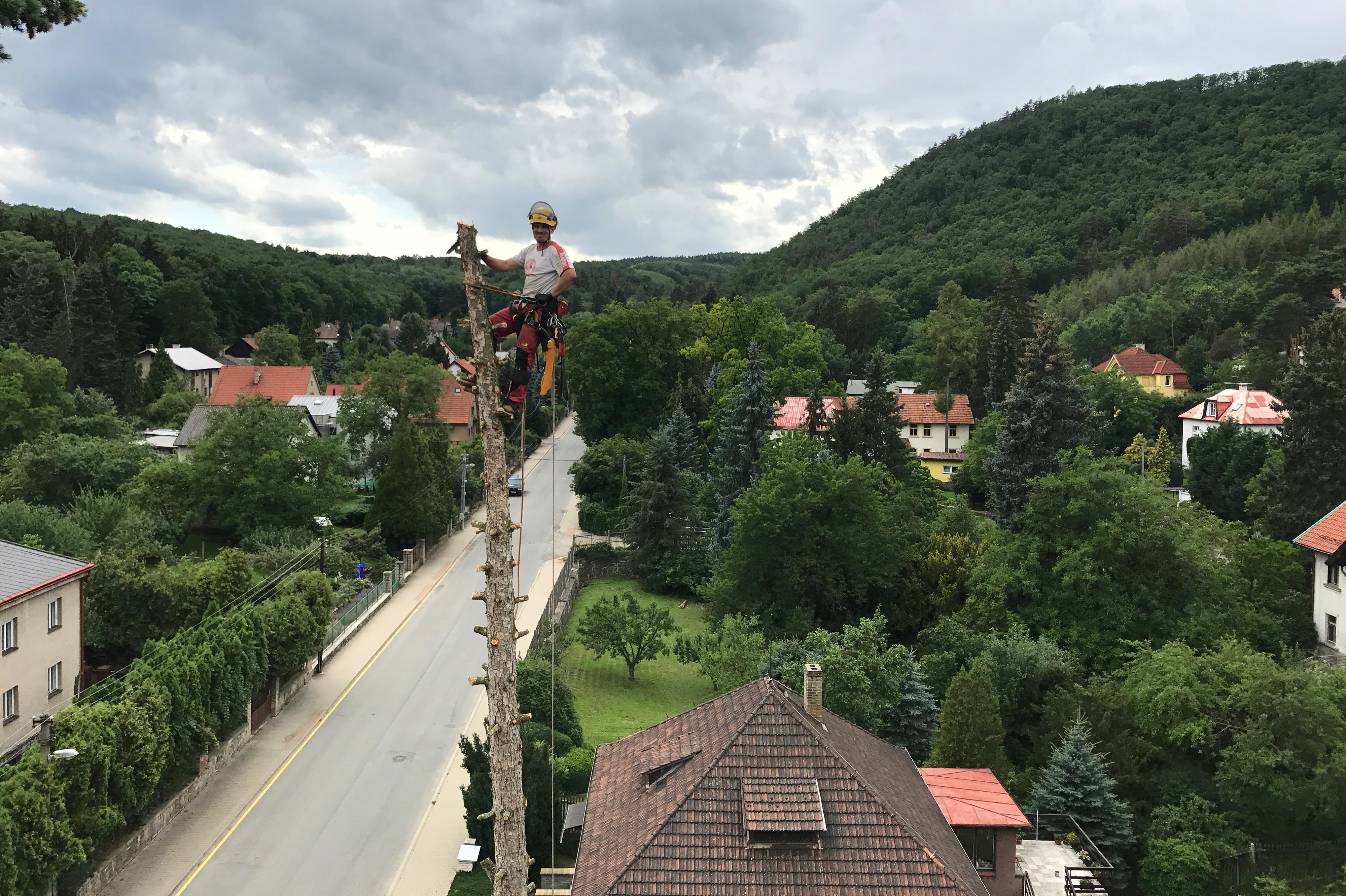 Rizikové kácení stromů - Tomáš Halada