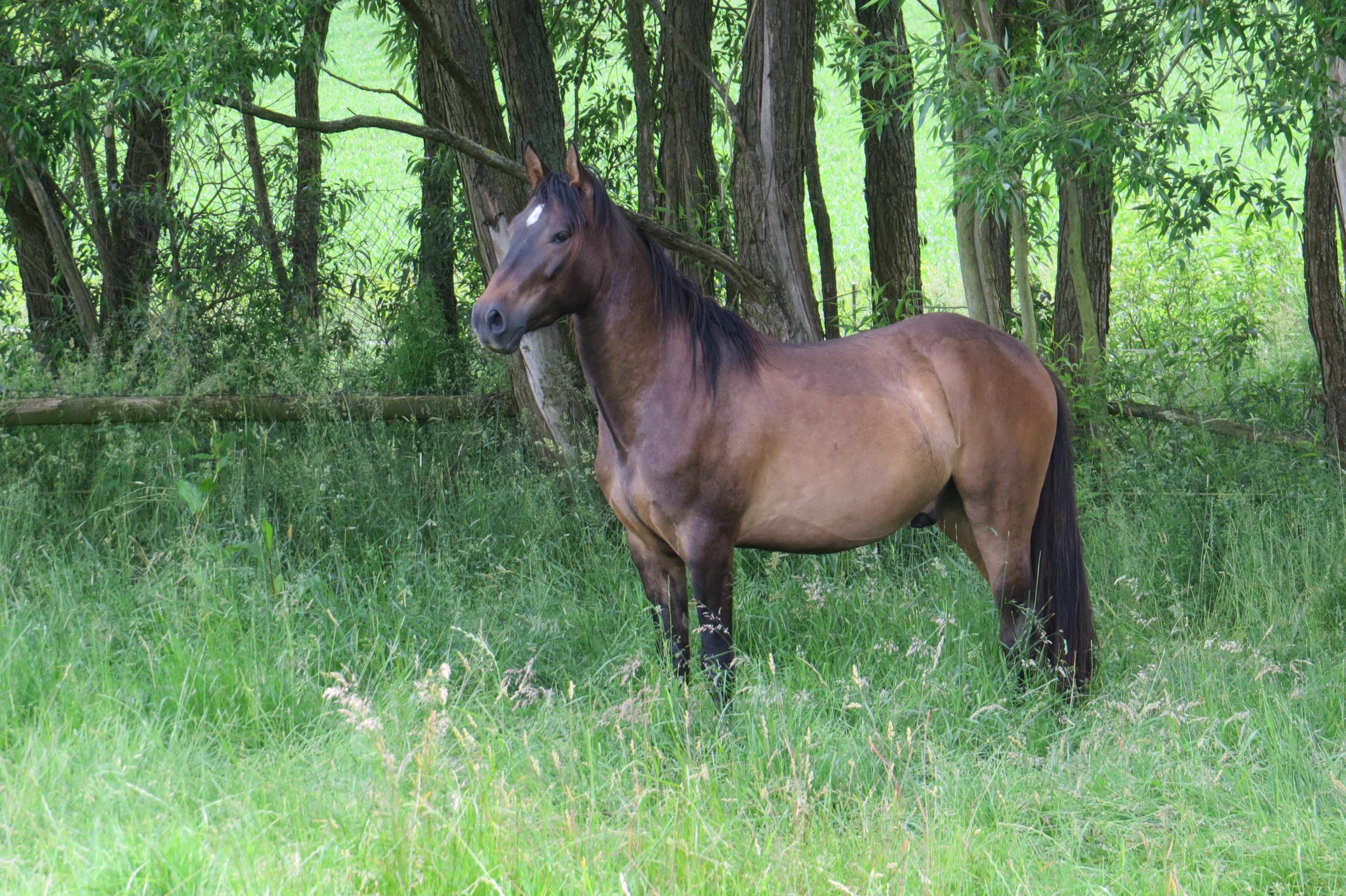 Koně v Trní - dětské tábory