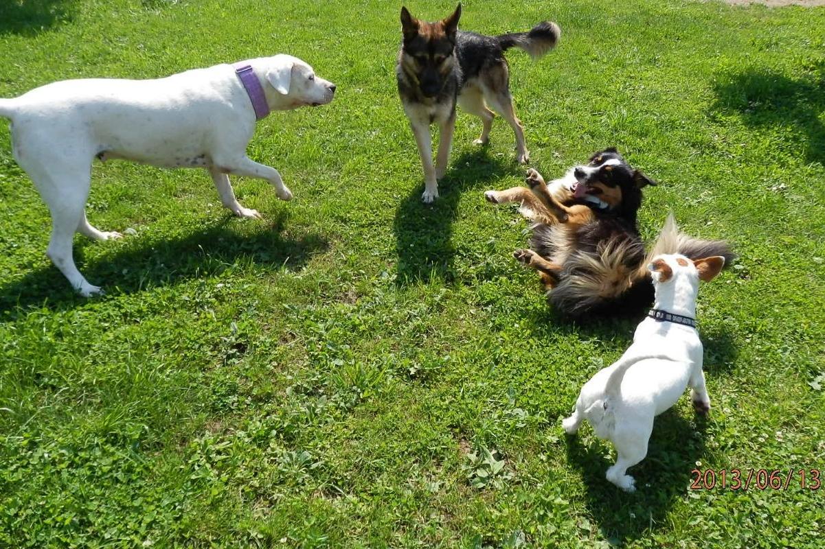 Miroslav Valentin - Hotel pro psy