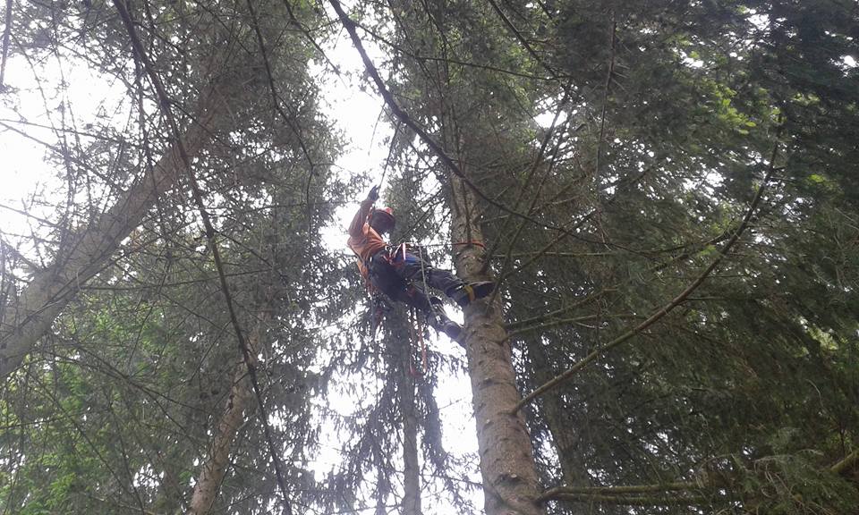Rizikové kácení stromů - Václav Dufek foto 4