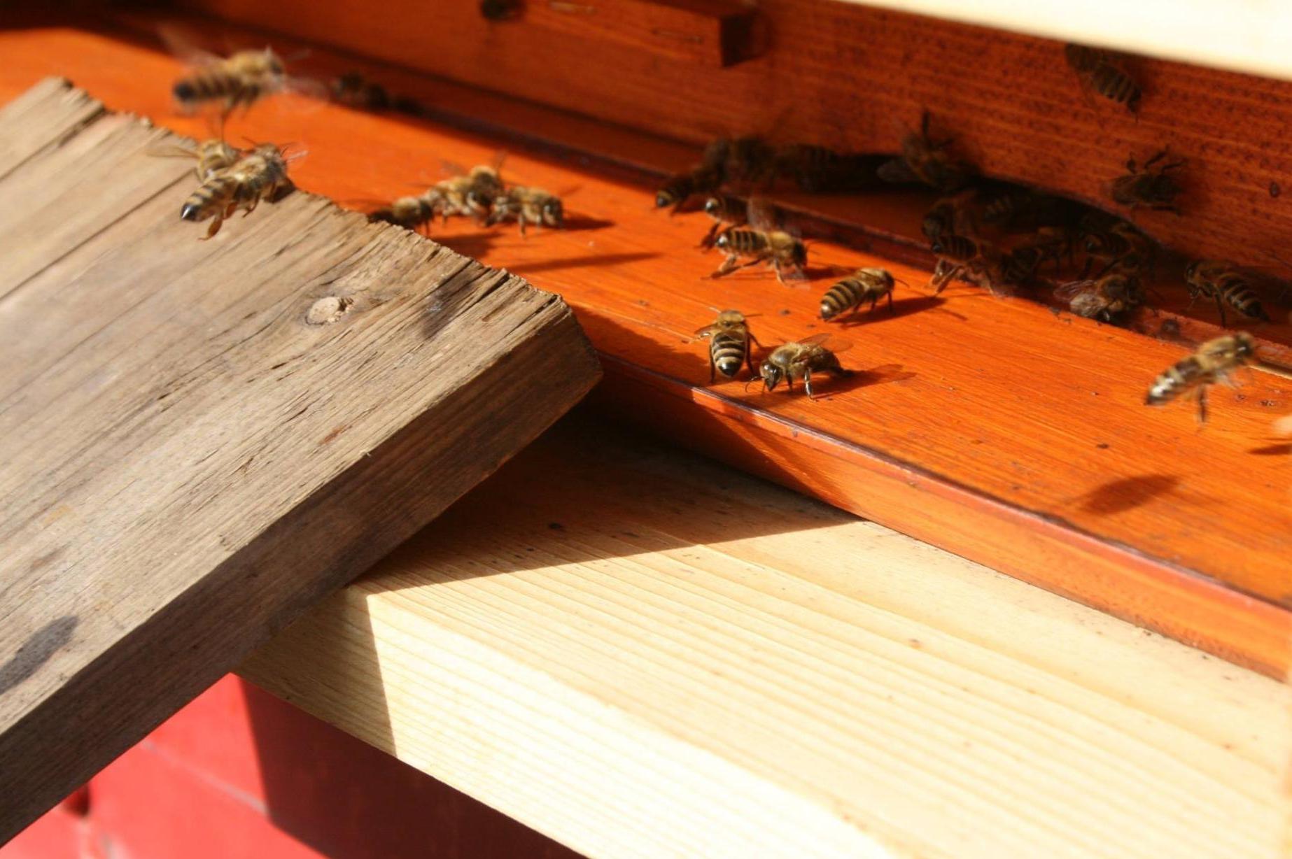 Včelařství Salamánkovi