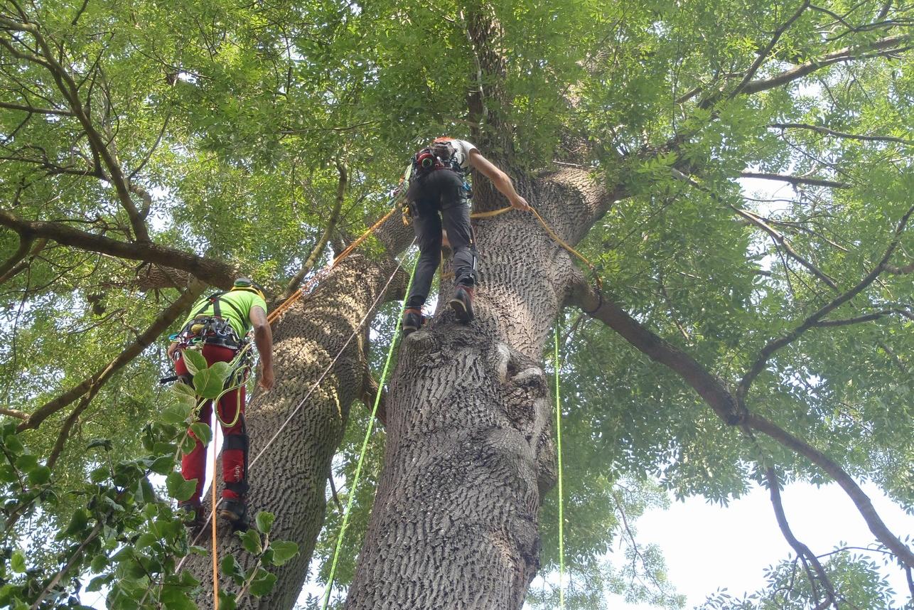 Milan Dvořáček - péče o stromy