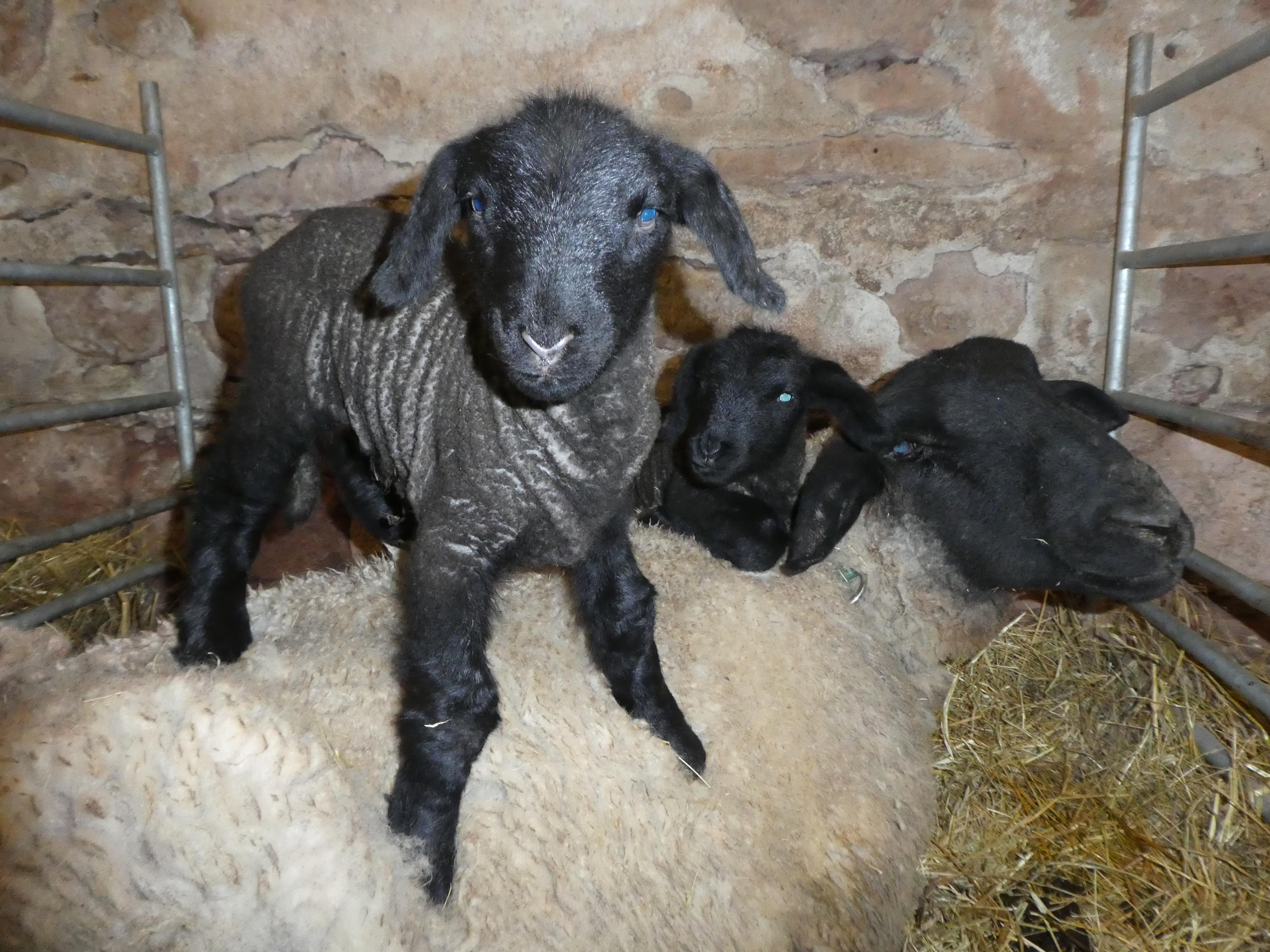 Ubytování Farma U sv. Jakuba foto 4