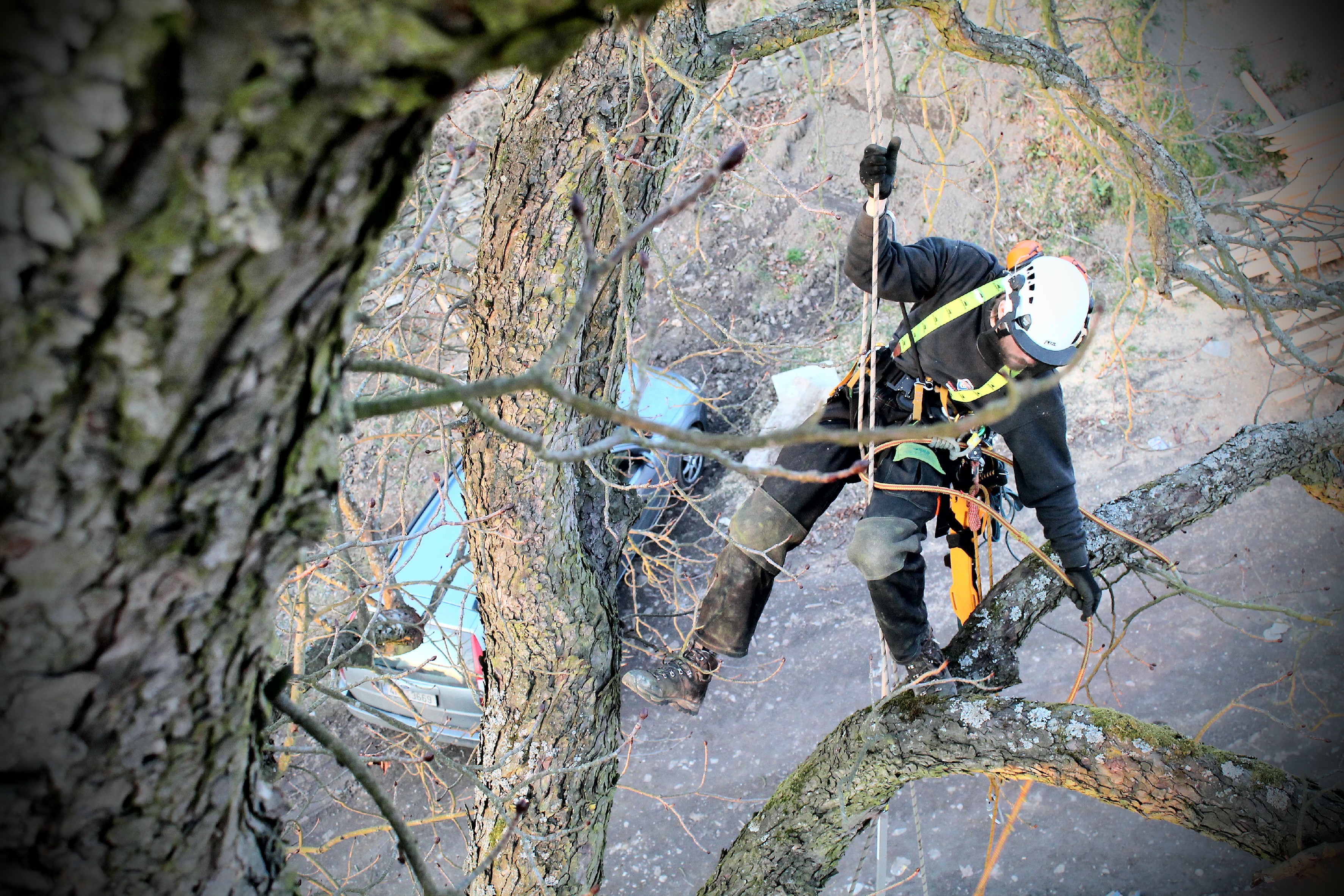 Rizikové kácení stromů - Tomáš Halada foto 3
