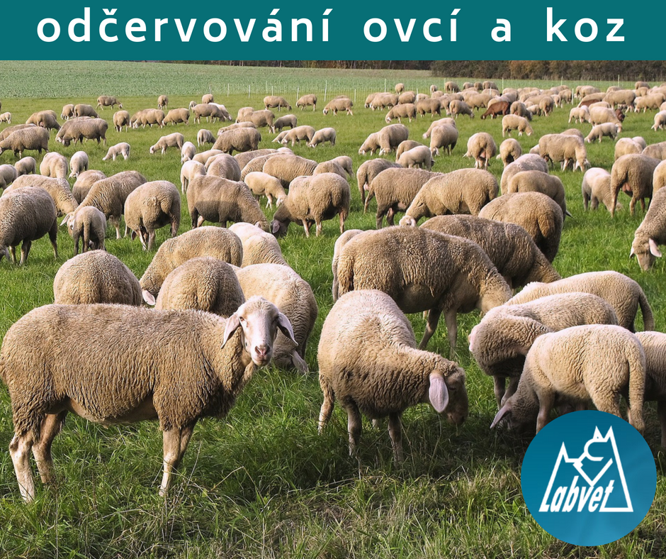 Labvet.cz - veterinární laboratoř a ordinace foto 6