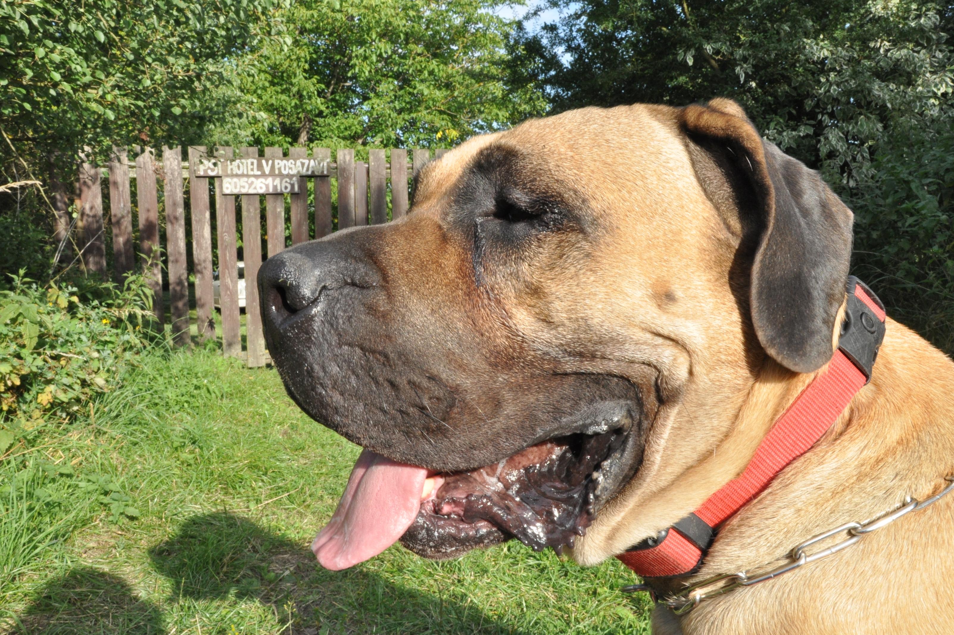 Petra Kopecká - Hotel pro psy v přírodě