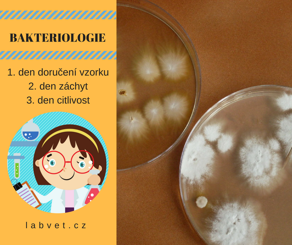 Labvet.cz - veterinární laboratoř a ordinace foto 3