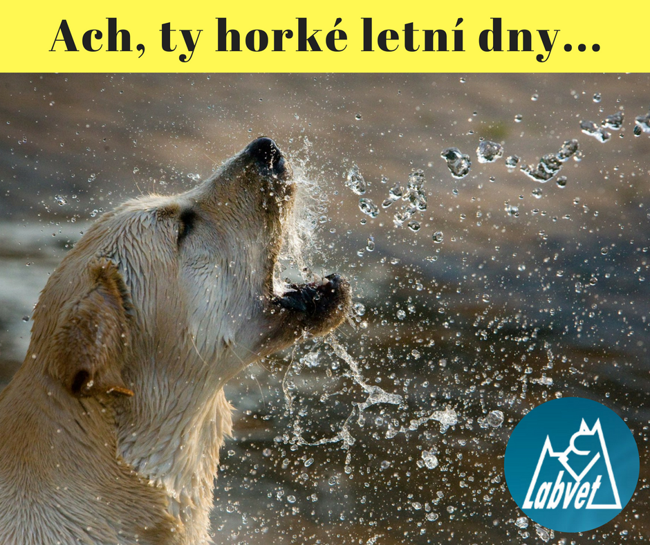 Labvet.cz - veterinární laboratoř a ordinace foto 4