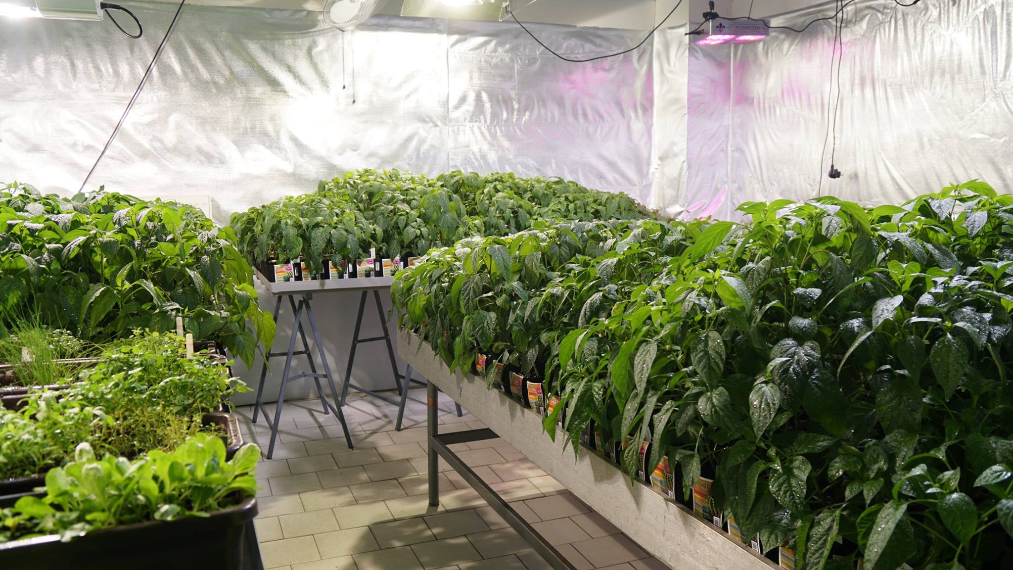 growmarket.cz foto 3