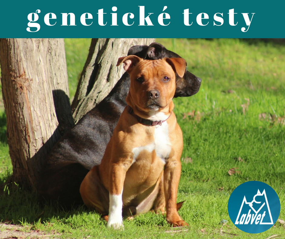 Labvet.cz - veterinární laboratoř a ordinace foto 6