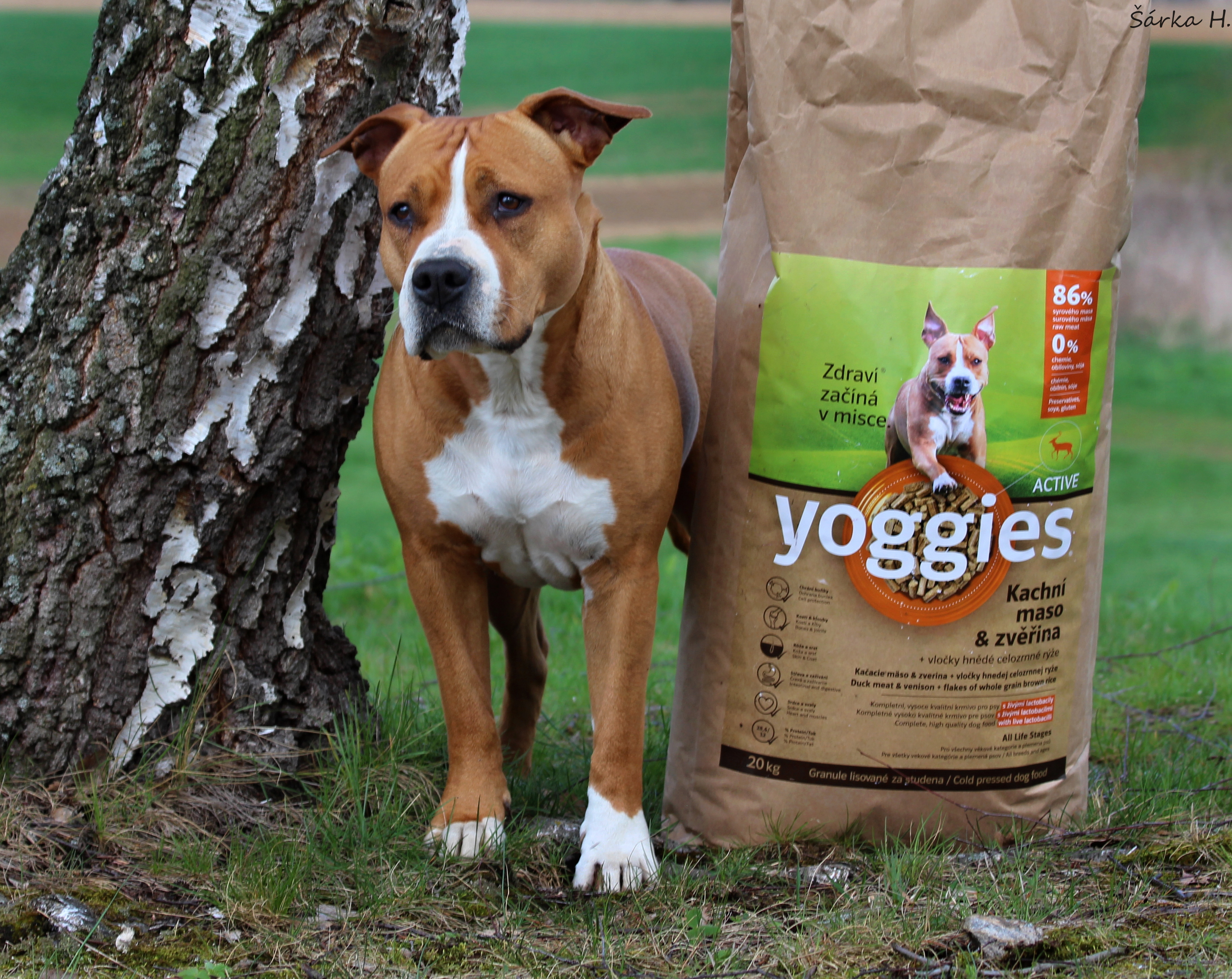 Yoggies s.r.o. – yoggies.cz foto 3