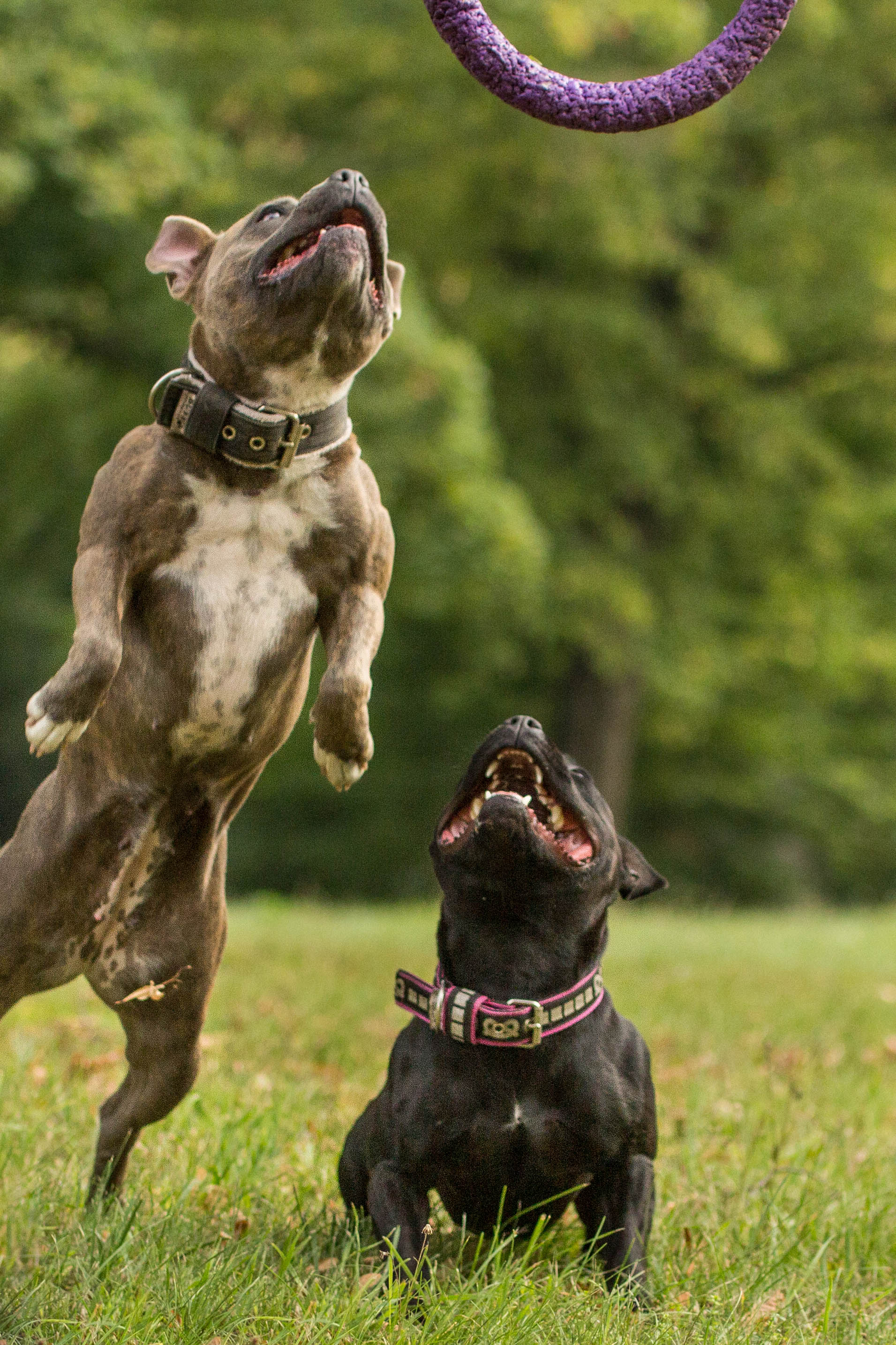 Chovatelská stanice psů BACK to LIFE foto 3