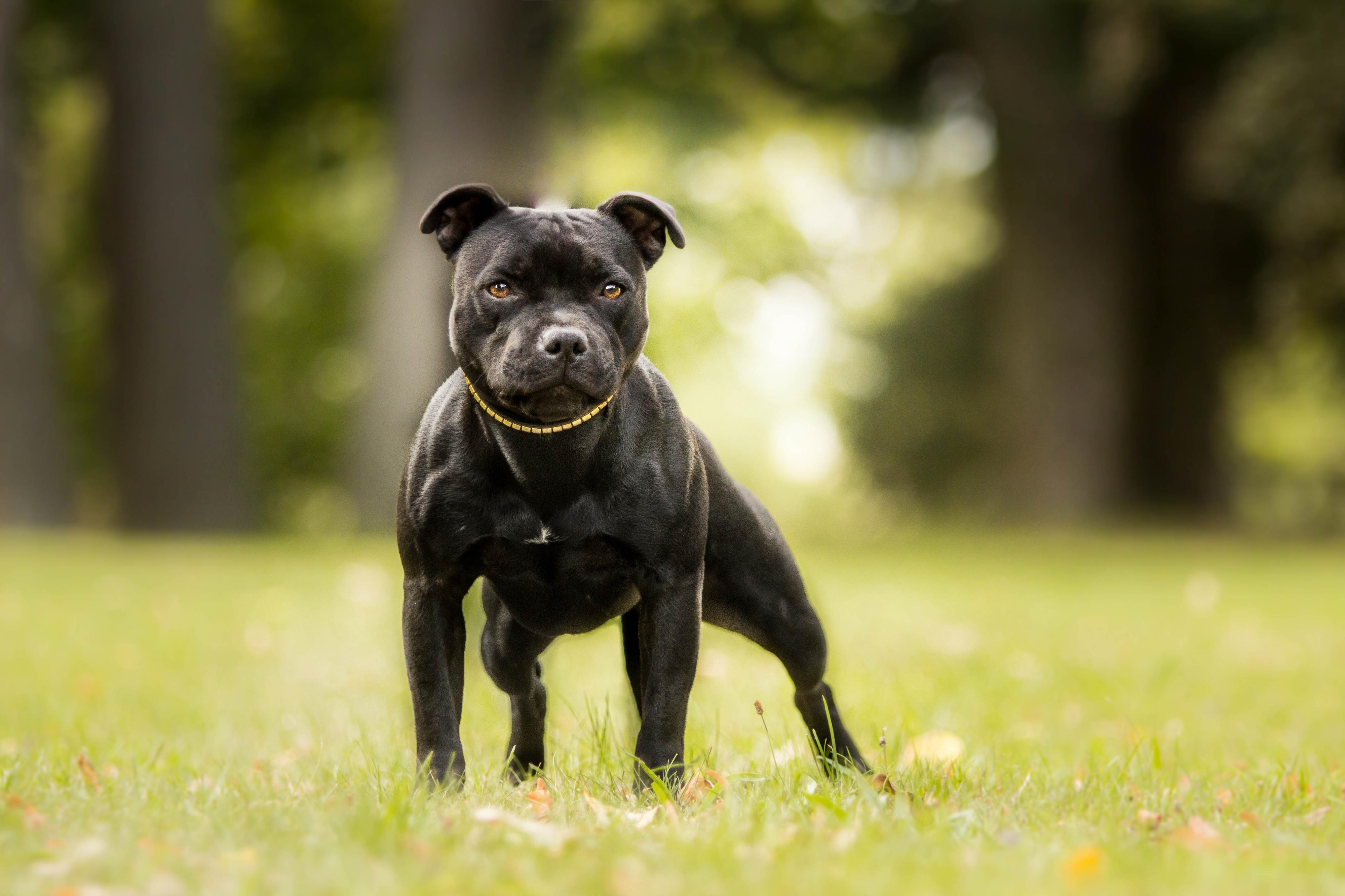 Chovatelská stanice psů BACK to LIFE foto 4