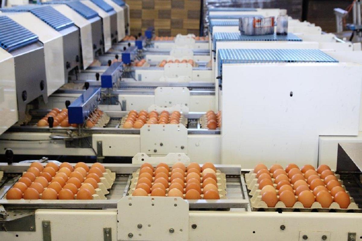 Podnik pro výrobu vajec v Kosičkách