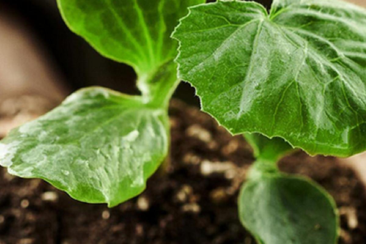 Kompostéry.cz - JELÍNEK-TRADING spol. s r.o.