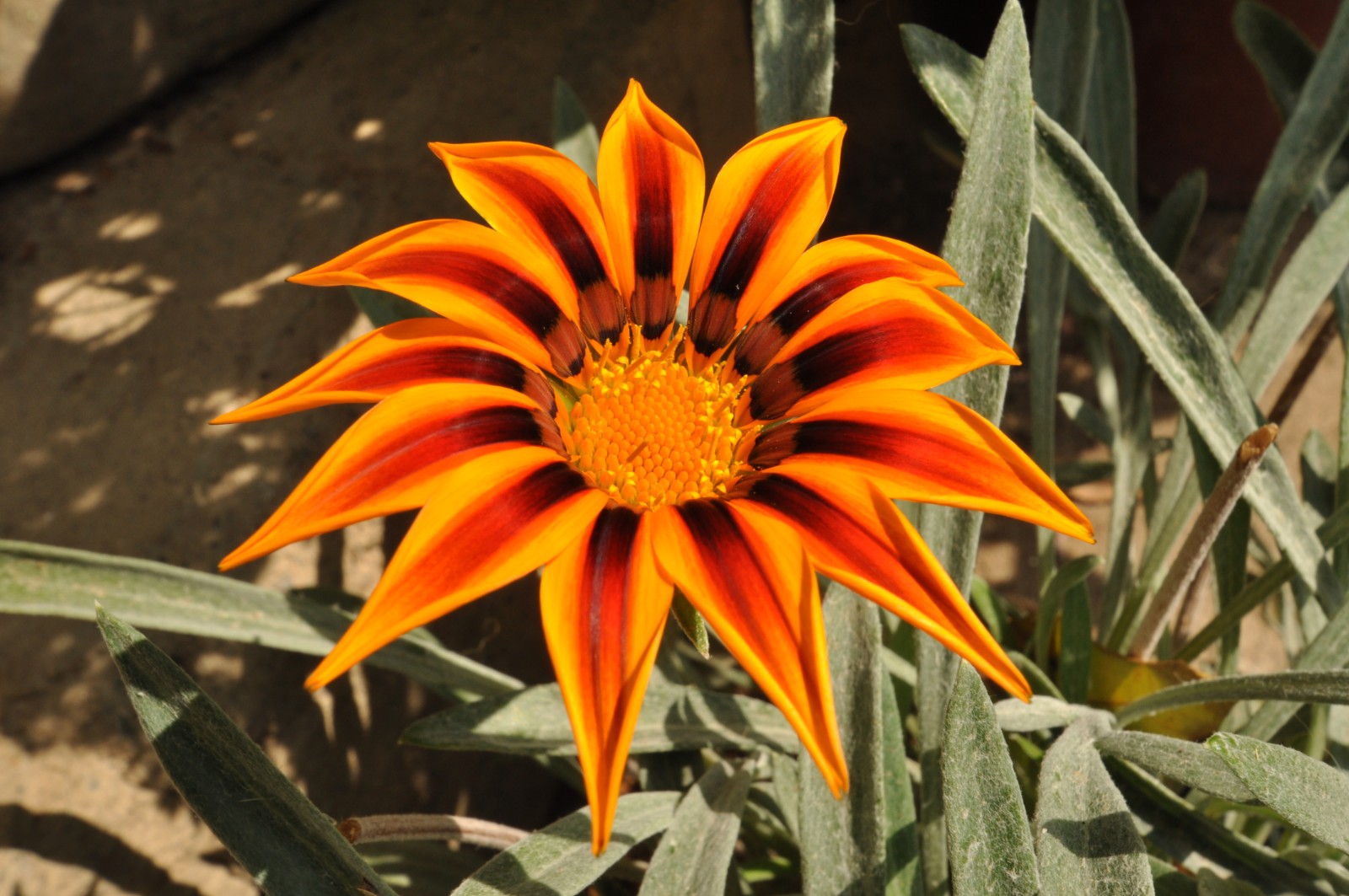 Petra Kopecká - Hotel pro psy v přírodě foto 2