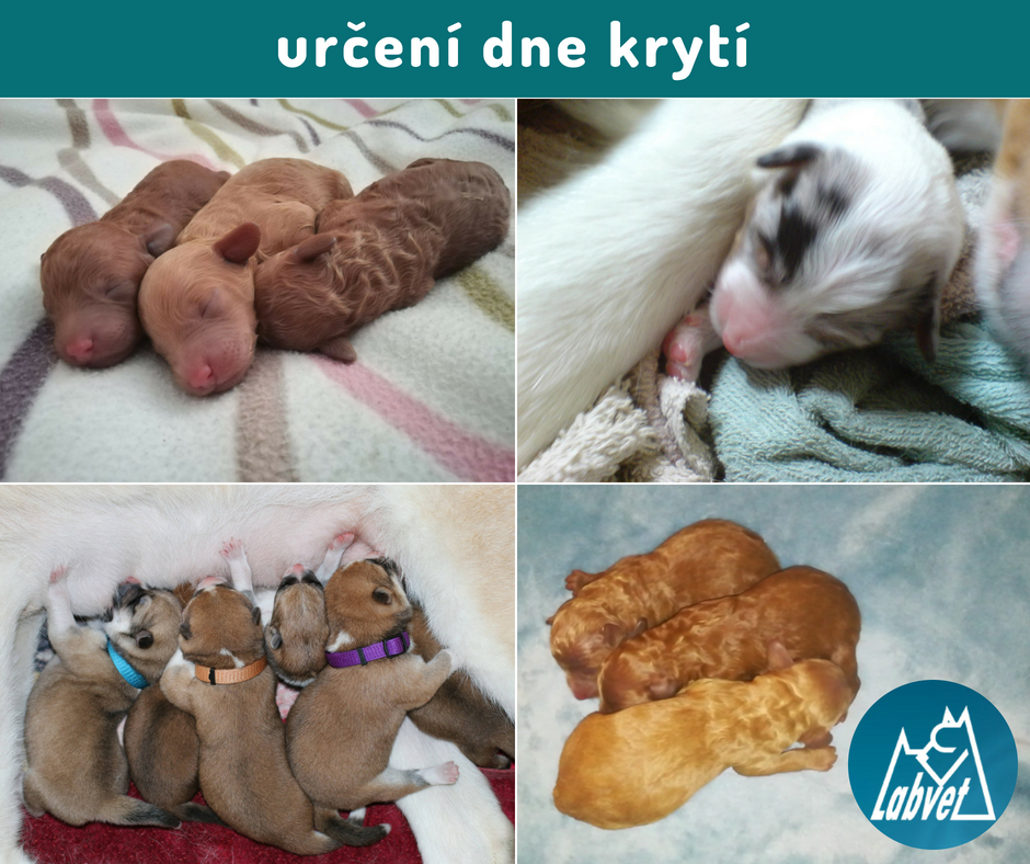Labvet.cz - veterinární laboratoř a ordinace foto 4