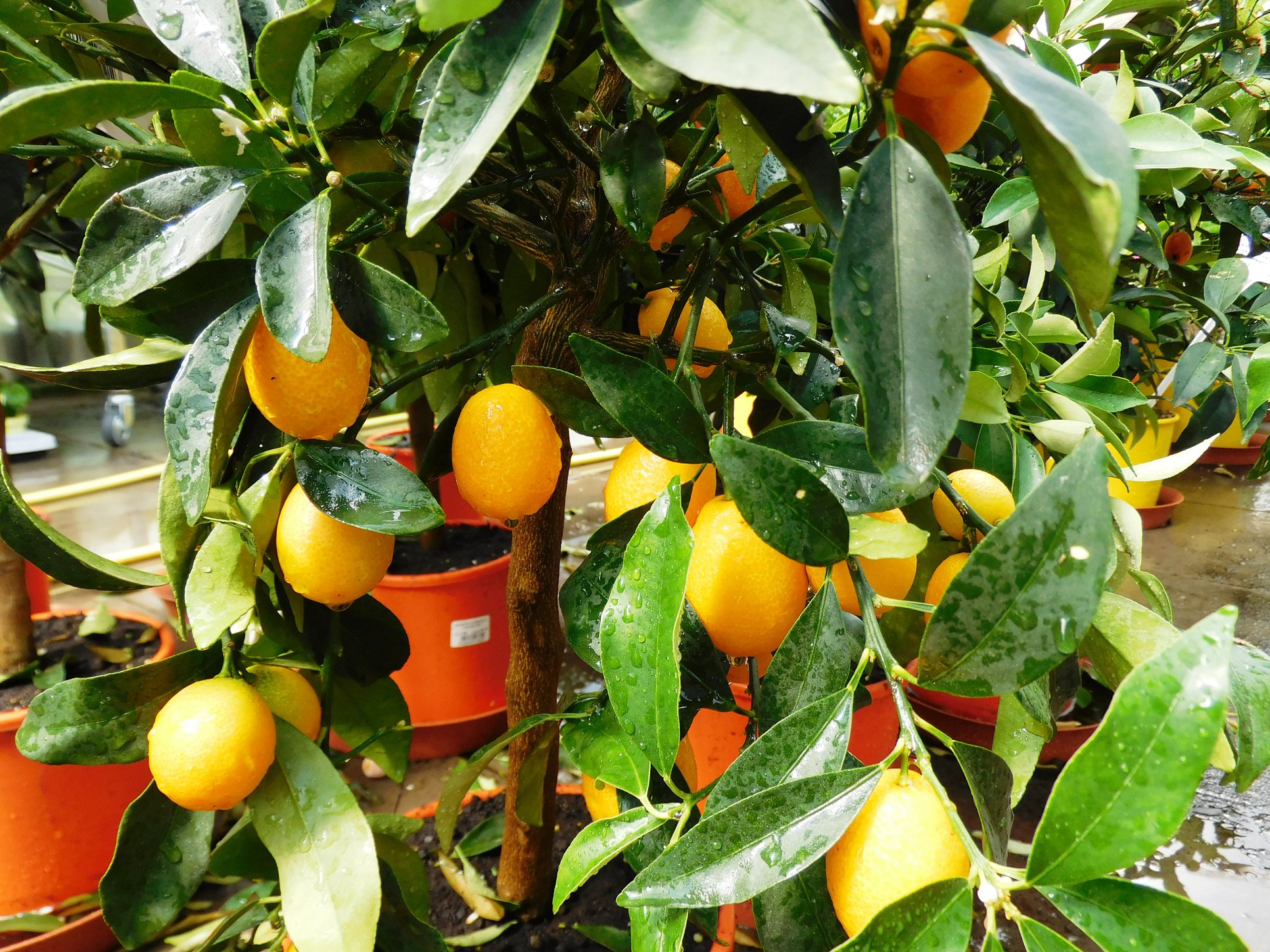 ZAHRADNICTVÍ KRUH foto 2