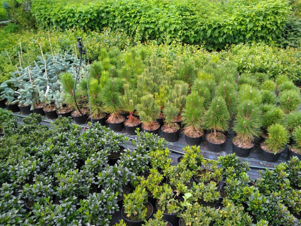 Zahradnictví Salajka foto 3