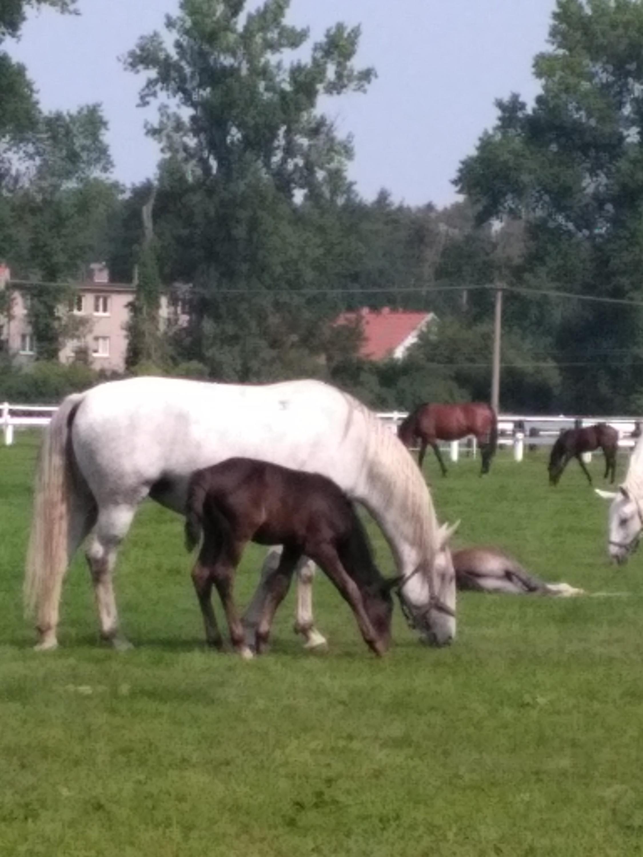Jezdecká stáj Přeskaky foto 3