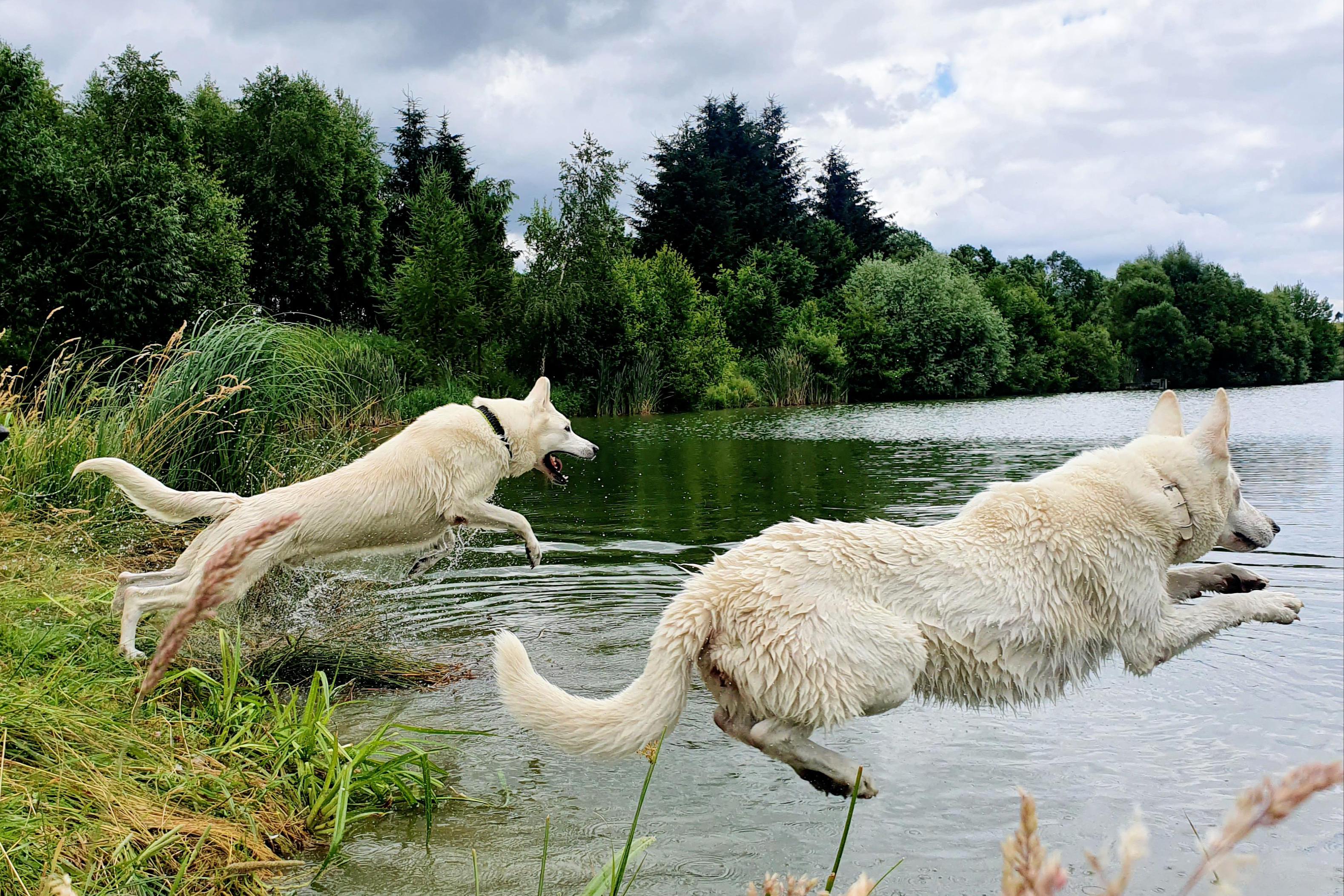 Klub pro pejsky U Jungrů