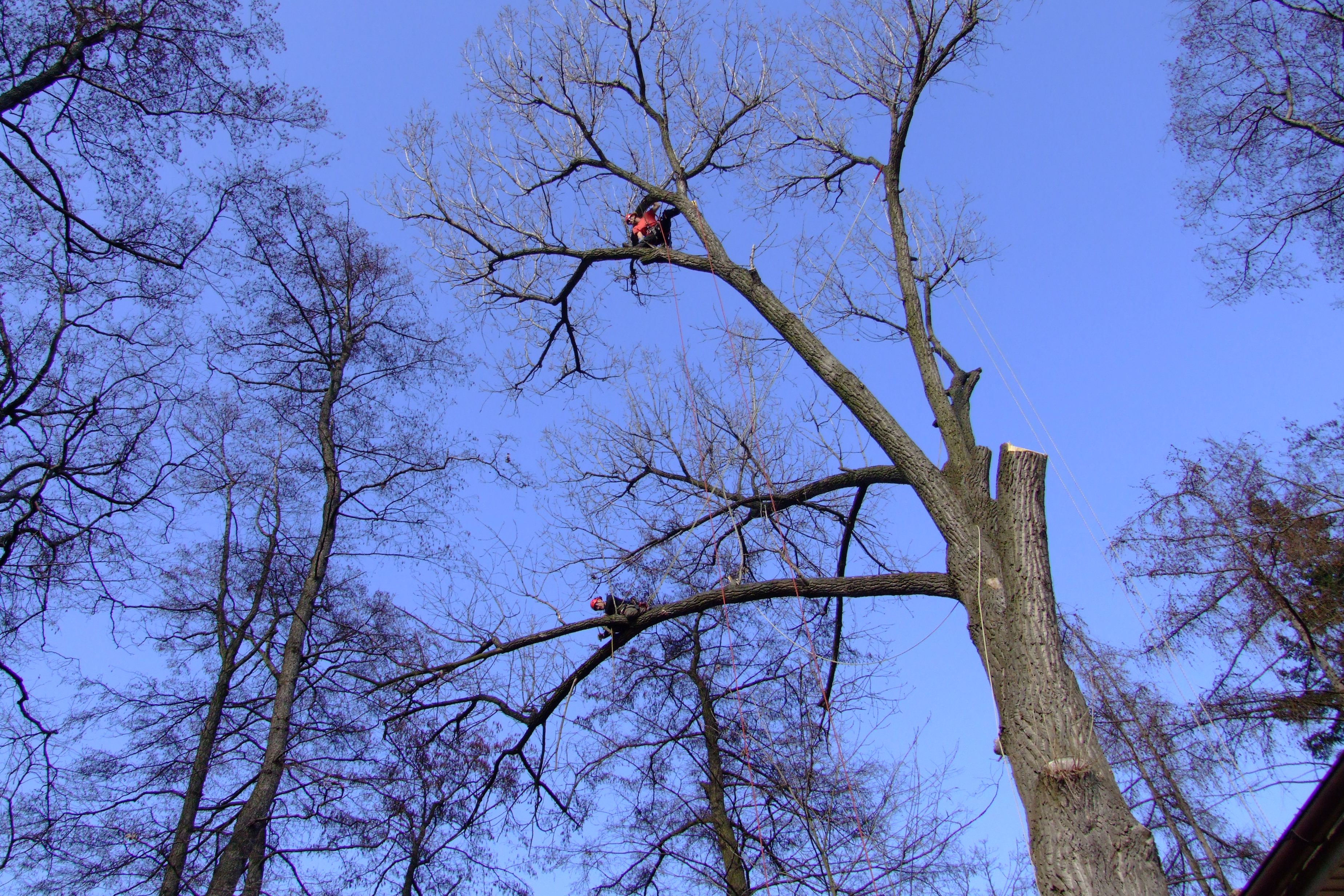 Arboristika Kohout foto 2