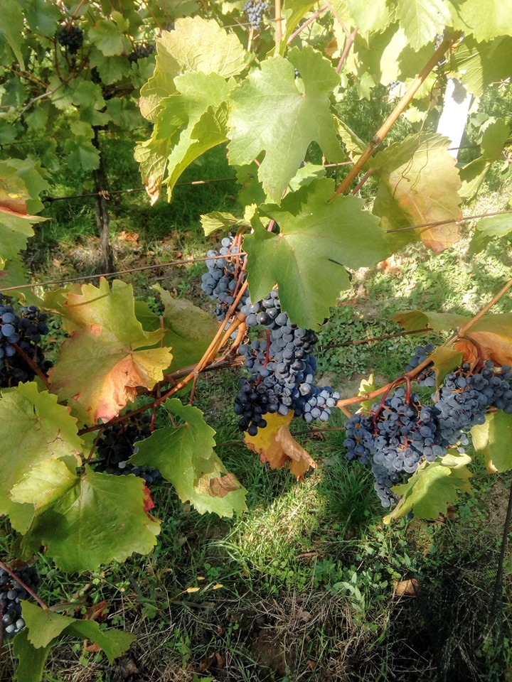 Vinařství Budiš foto 3